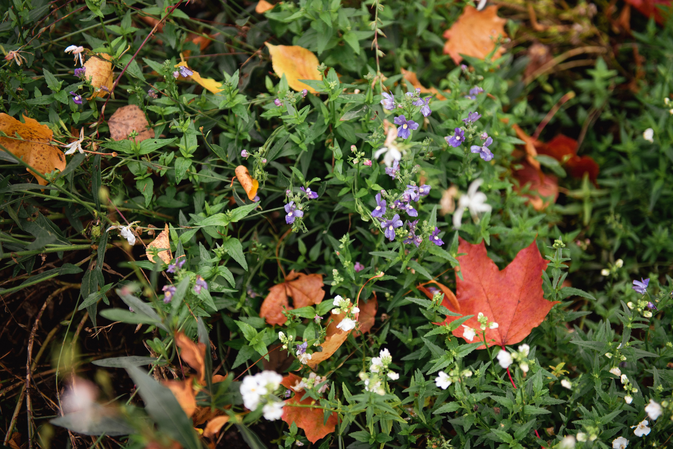 Осень. Портретный и архитектурный фотограф в Москве и Санкт-Петербурге