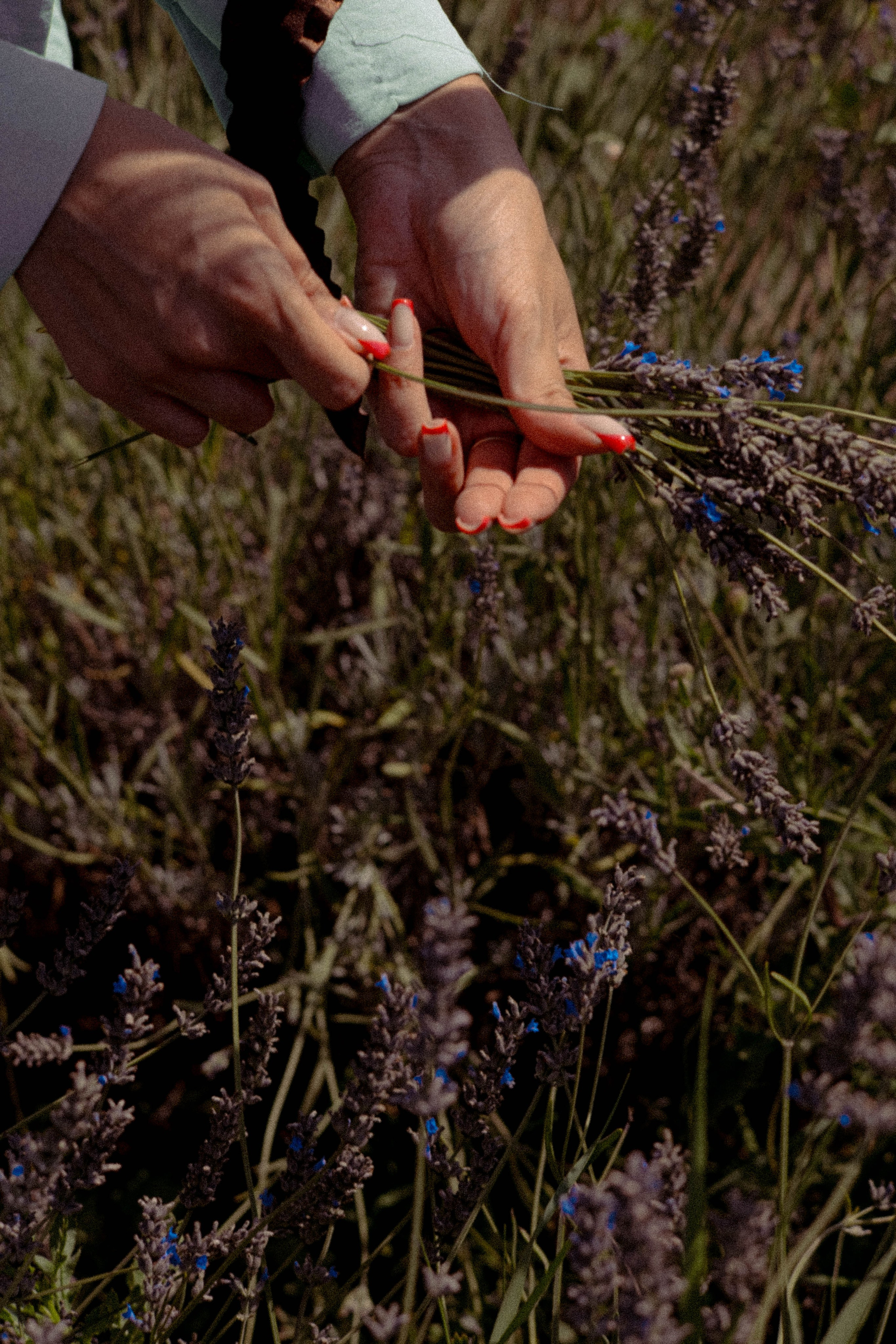 ЛАВАНВОДОВОЕ ПОЛЕ. Профессиональный фотограф, Санкт-Петербург — Виктория Богомолова