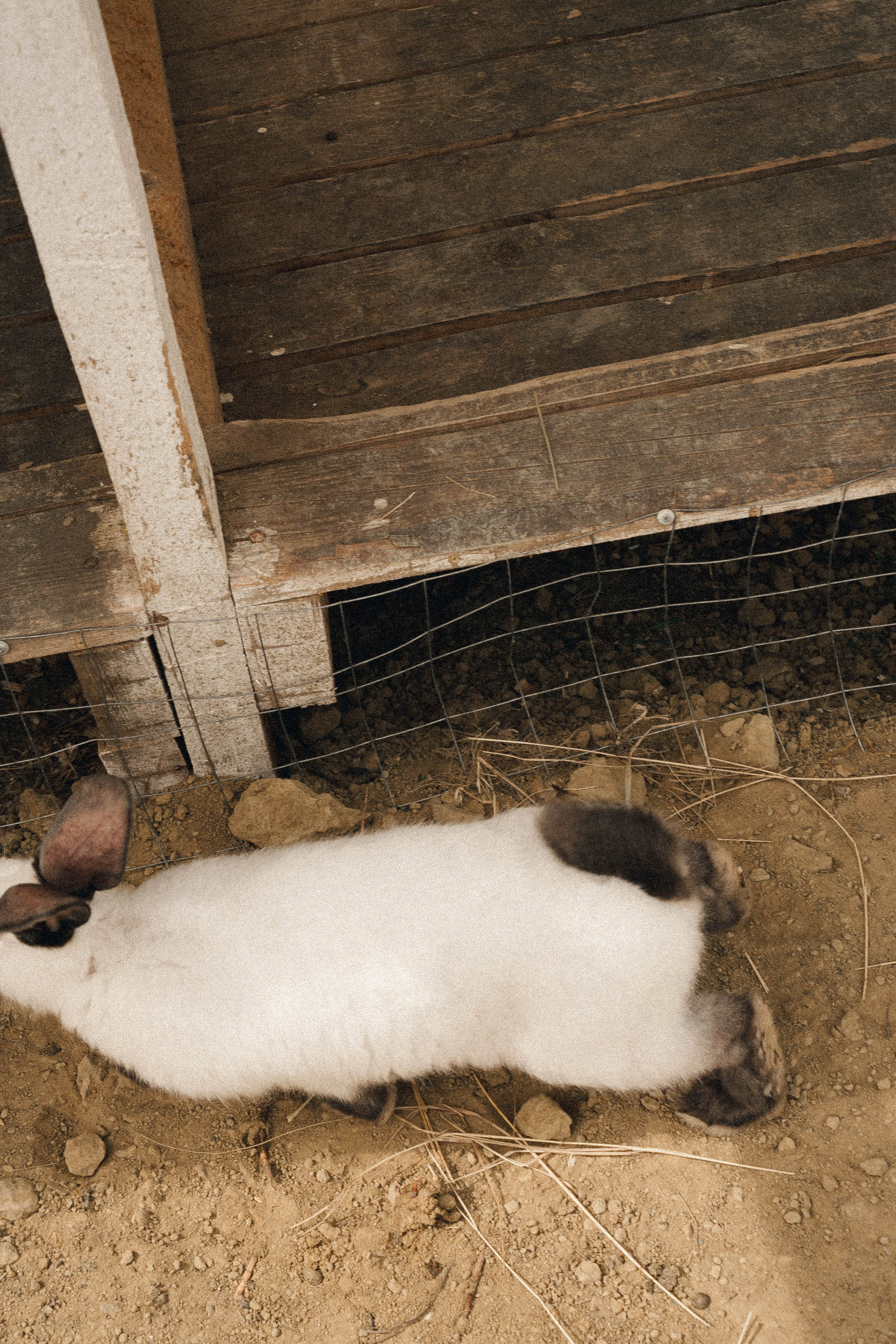 Ферма Альпак. Профессиональный фотограф, Санкт-Петербург — Виктория Богомолова