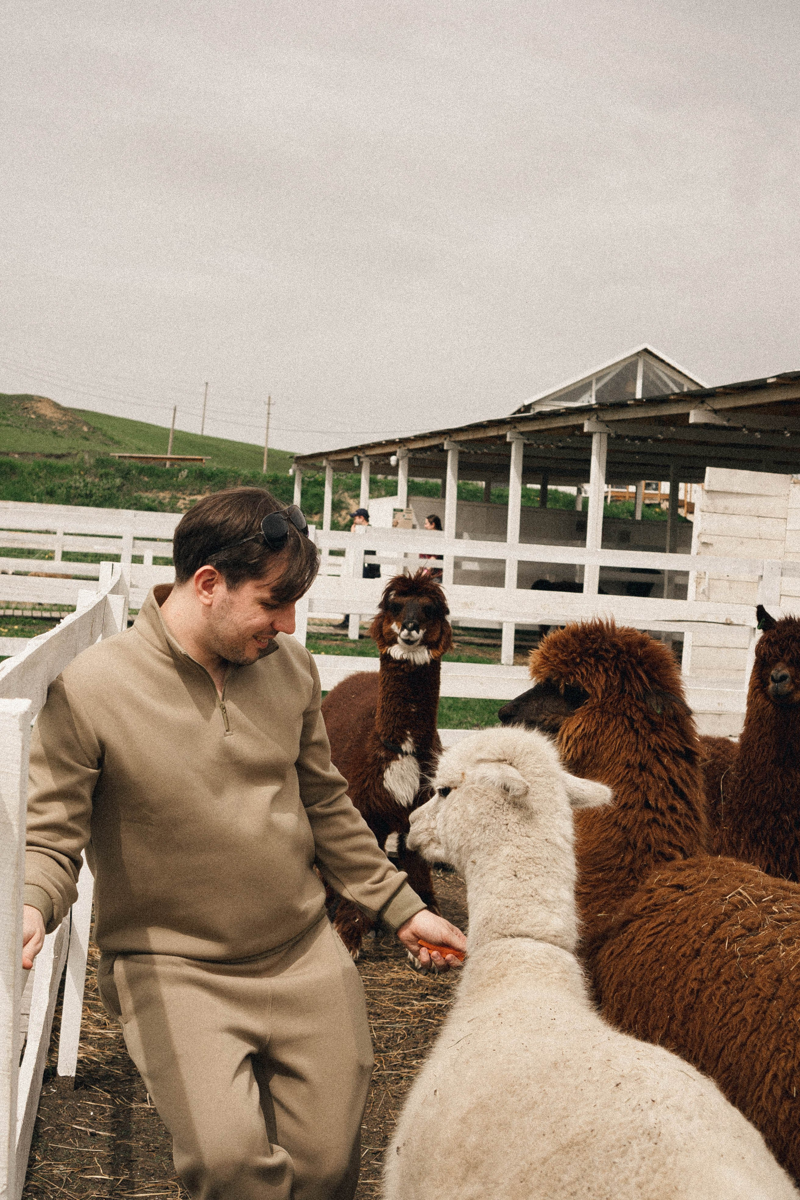 Ферма Альпак. Профессиональный фотограф, Санкт-Петербург — Виктория Богомолова