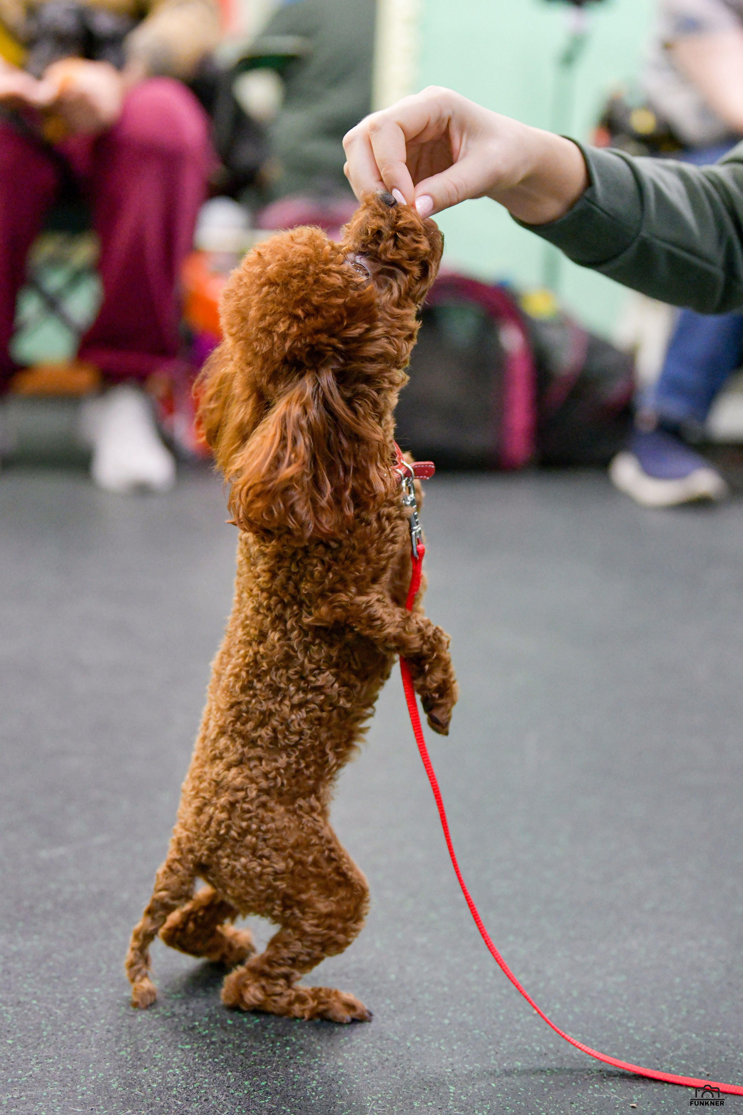 Кинологический клуб «Бодрый хвост». Свой взгляд через объектив