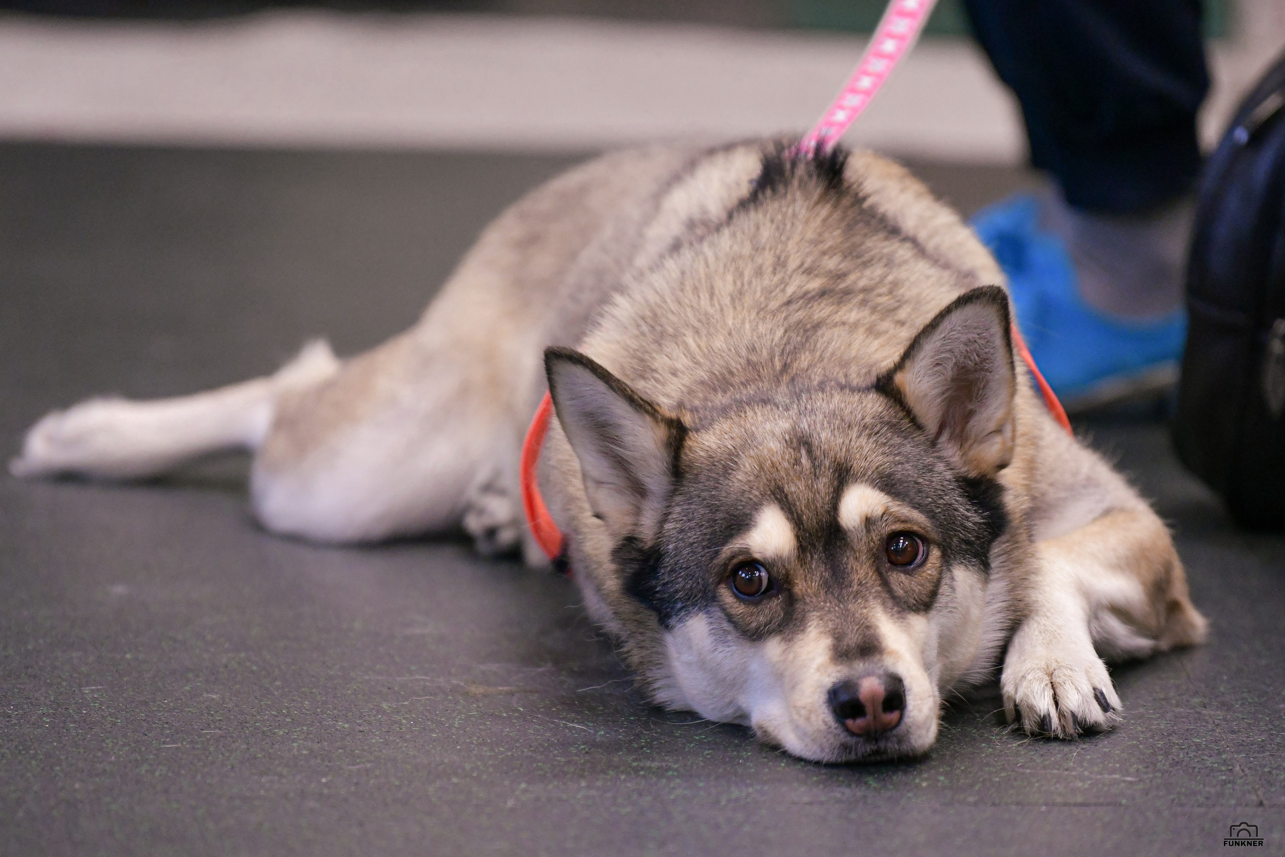 Кинологический клуб «Бодрый хвост». Свой взгляд через объектив