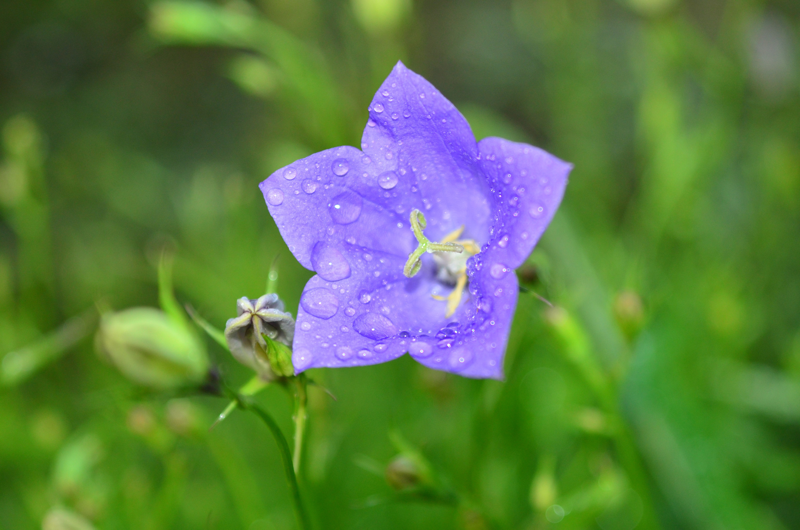Дары природы. Фотограф viktor viktor