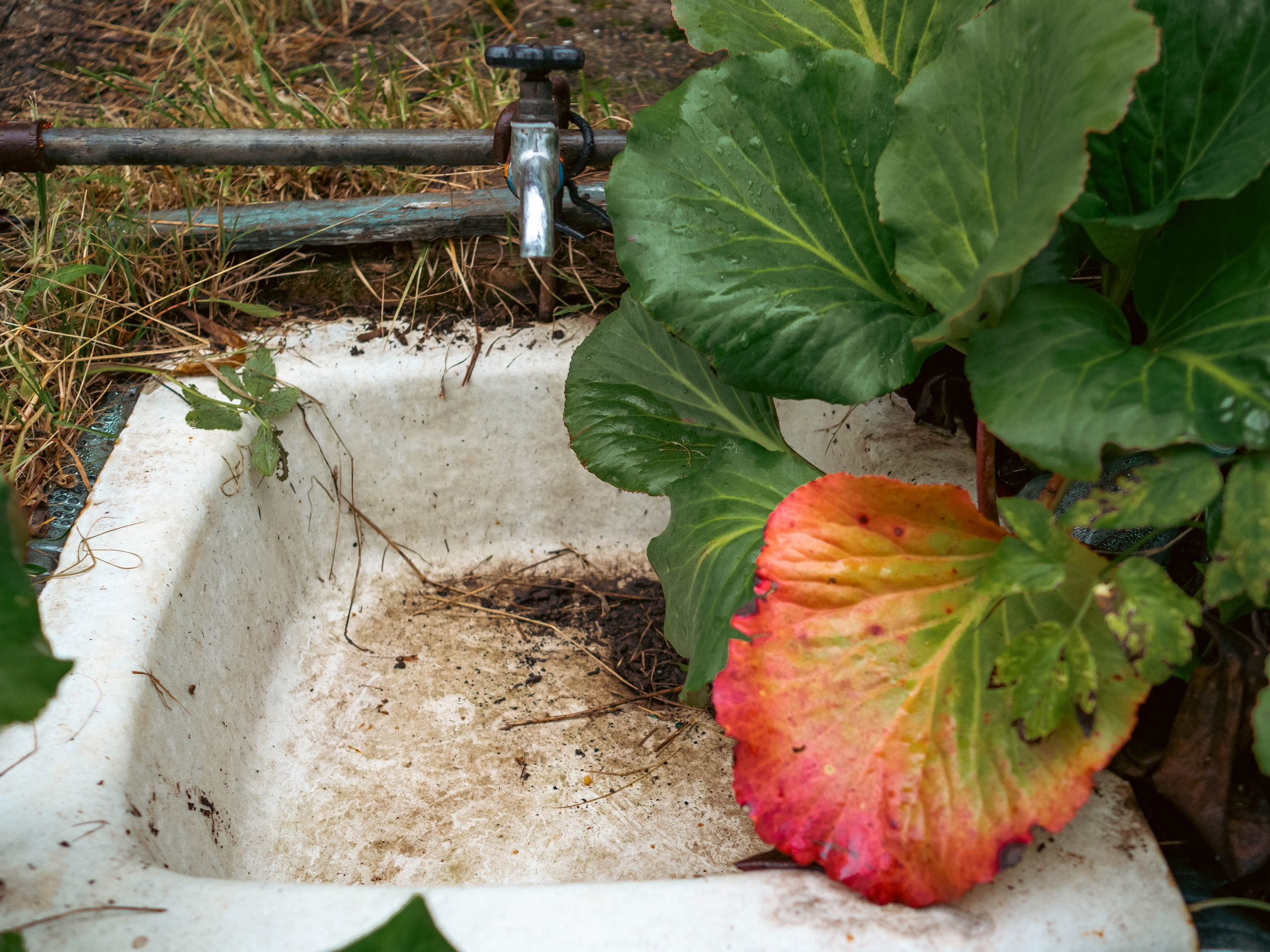 20230916 Дача. Дмитрий Ремизов. Фотография, как хобби