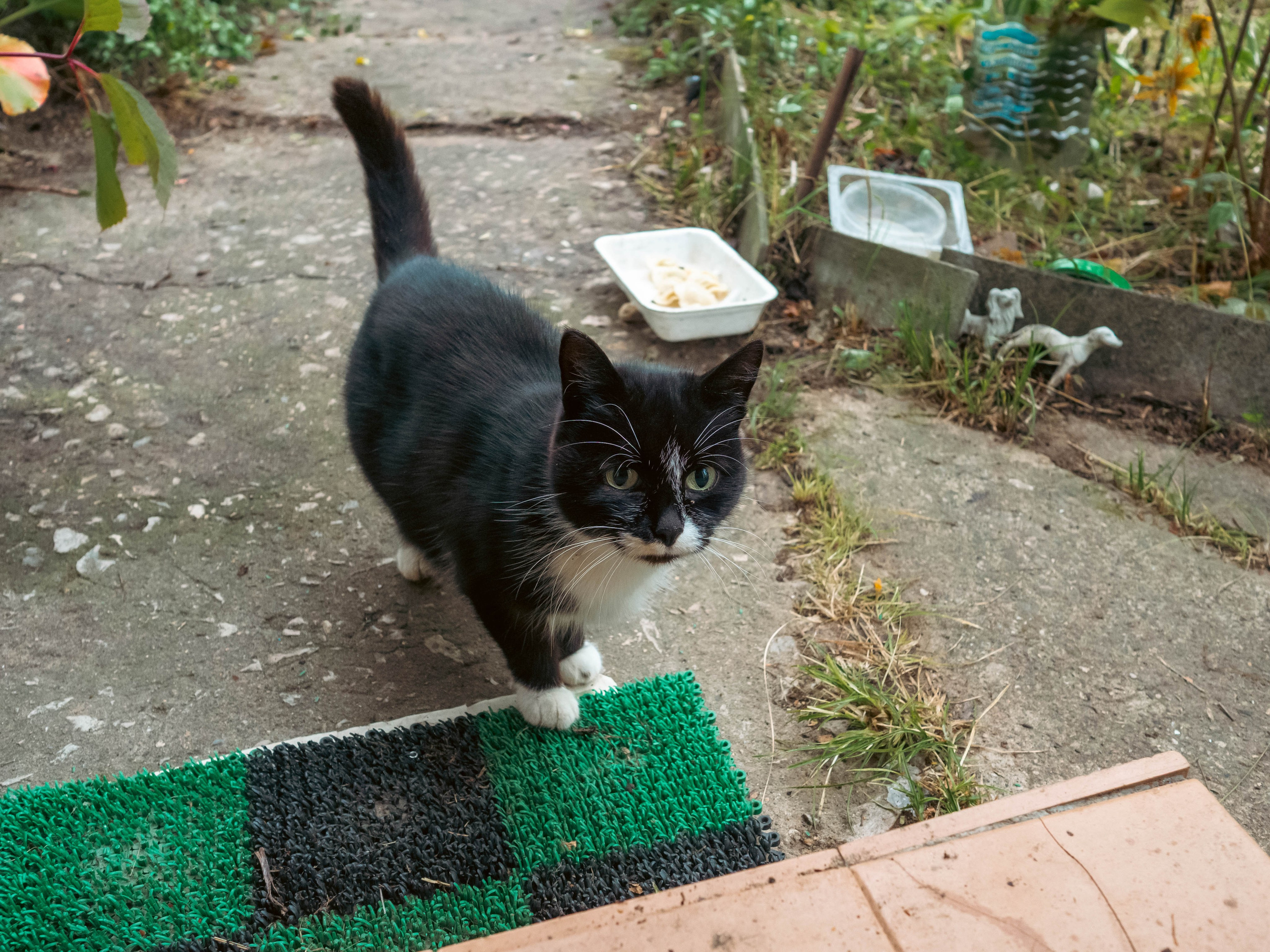 20230916 Дача. Дмитрий Ремизов. Фотография, как хобби