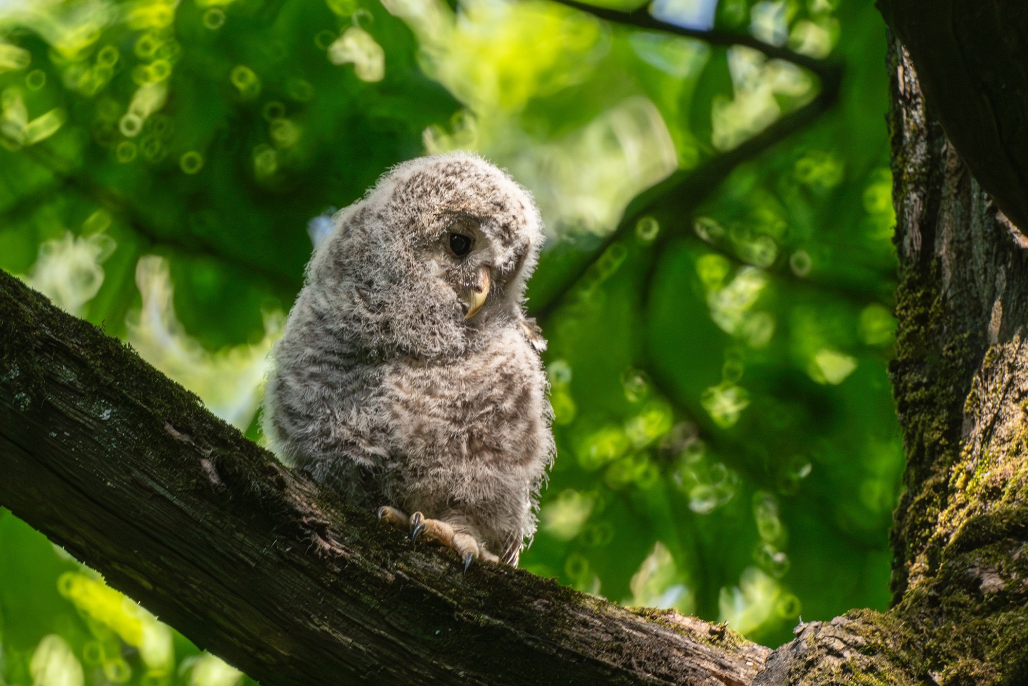 Удивительные мир птиц. Вокруг нас столько прекрасного — присмотритесь!. Ваш личный фотограф Марина Волкова