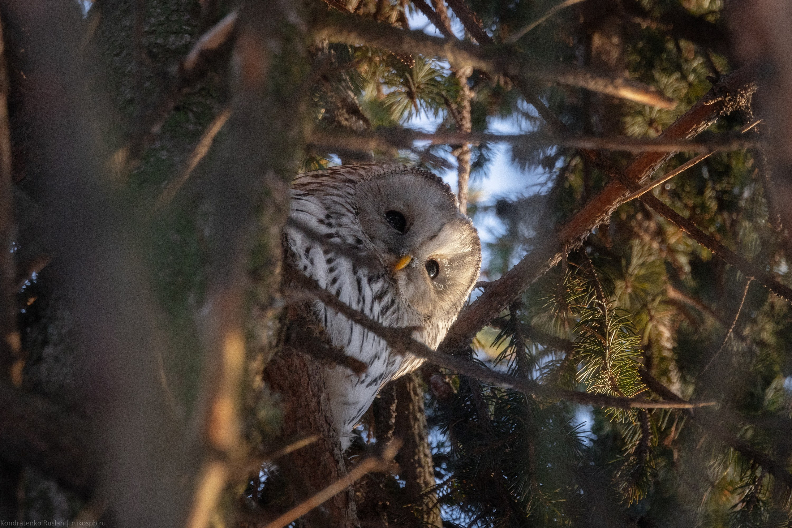 Длиннохвостая неясыть. Архитектурный и пейзажный фотограф Кондратенко Руслан, Санкт-Петербург