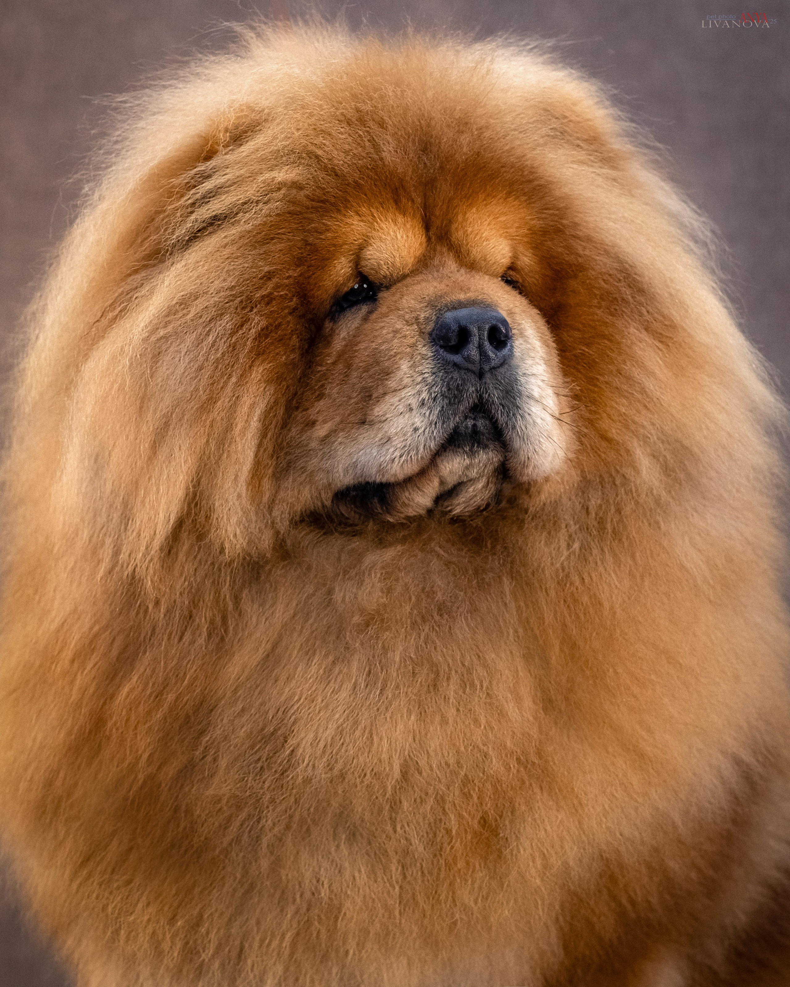 Дарик. Фотограф анималист Аня Ливанова | Рыбинск
