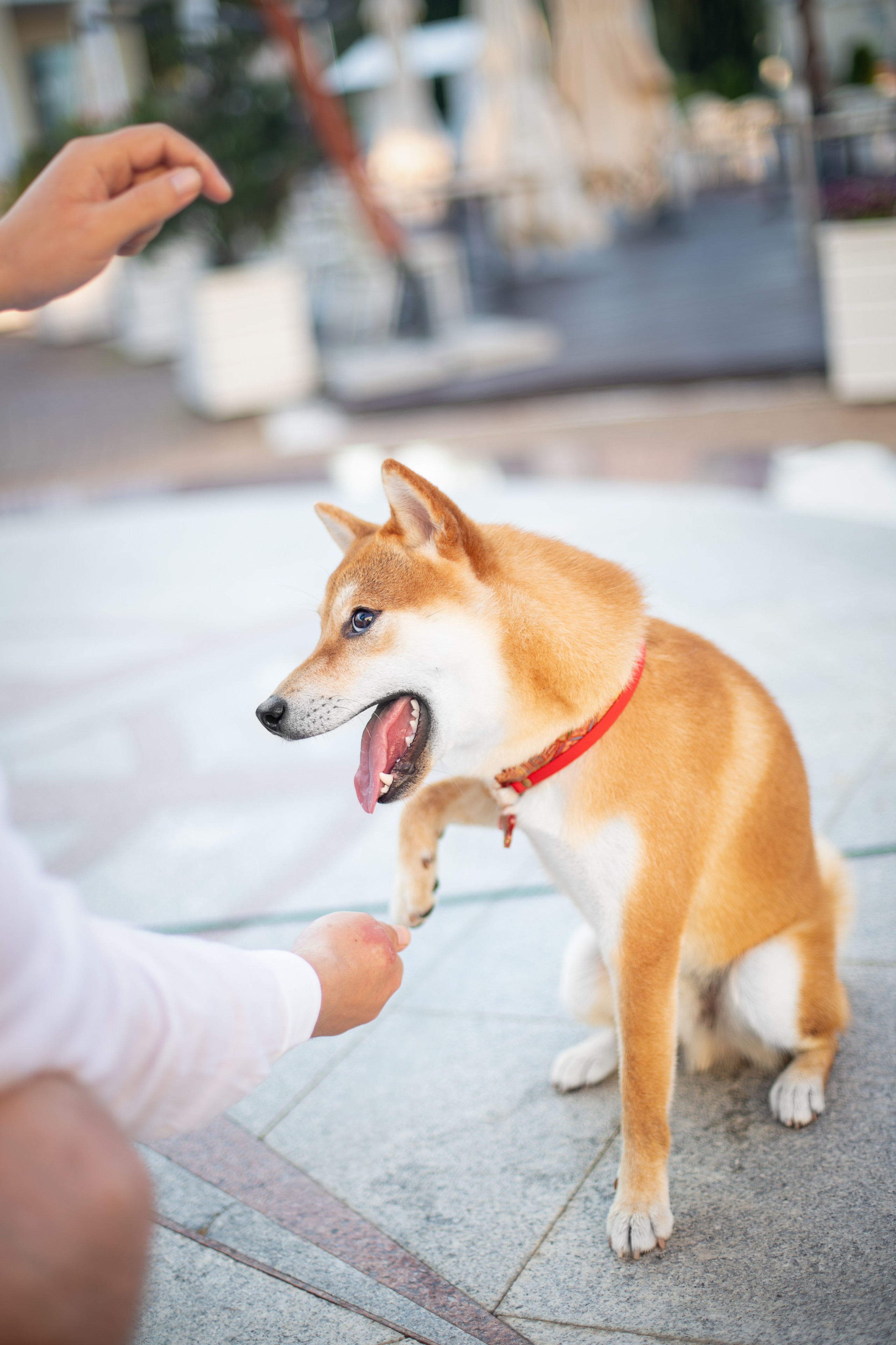 Митсоу, Сиба-Ину. Ирина Голомб|Фотограф-анималист в  Сочи и Калининграде