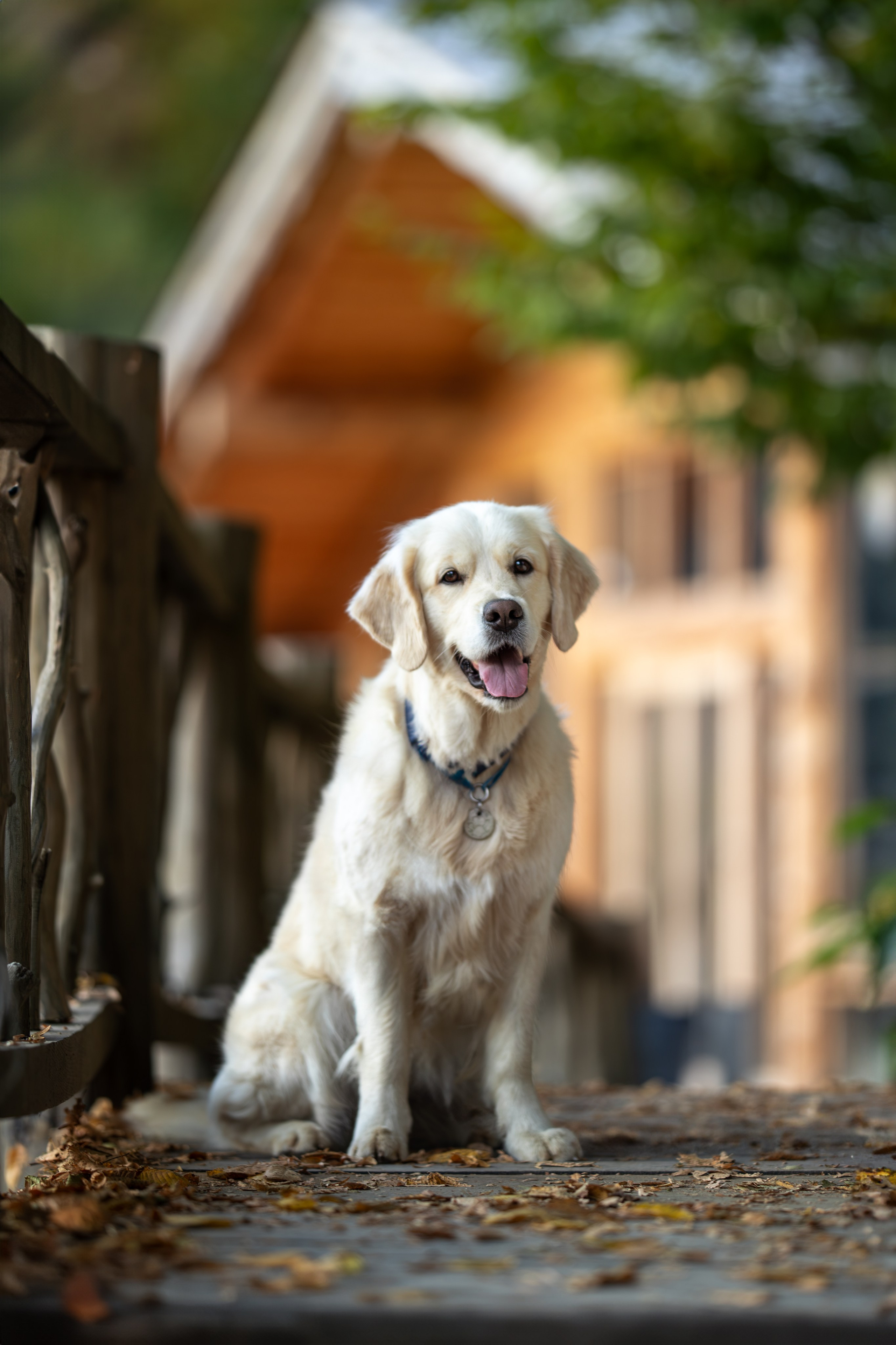 Асти, Делфи и Фреска, Голден Ретриверы. Ирина Голомб|Фотограф-анималист в  Сочи и Калининграде