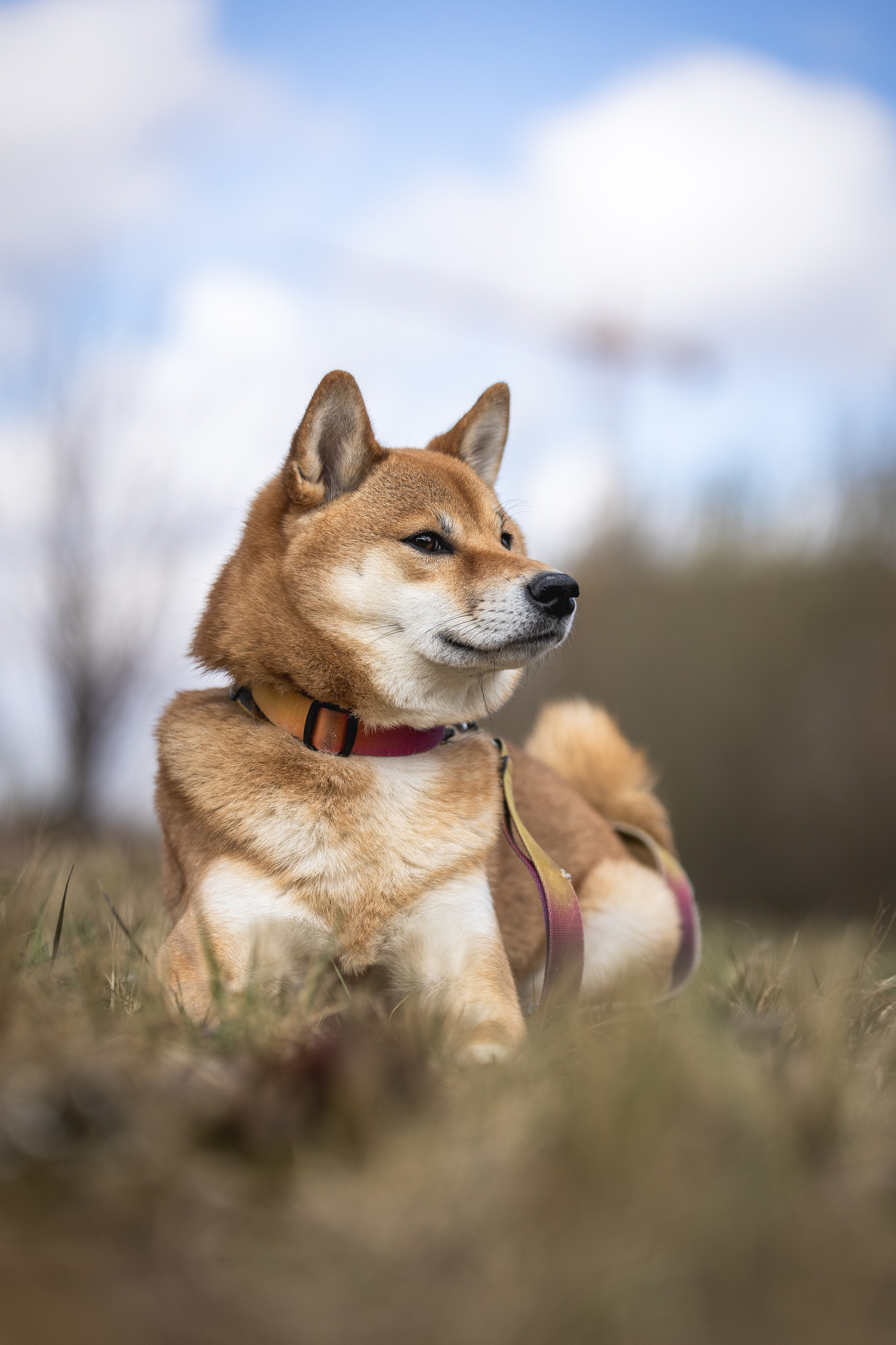 Догтуса 24.03.2024. Ирина Голомб|Фотограф-анималист в  Сочи и Калининграде