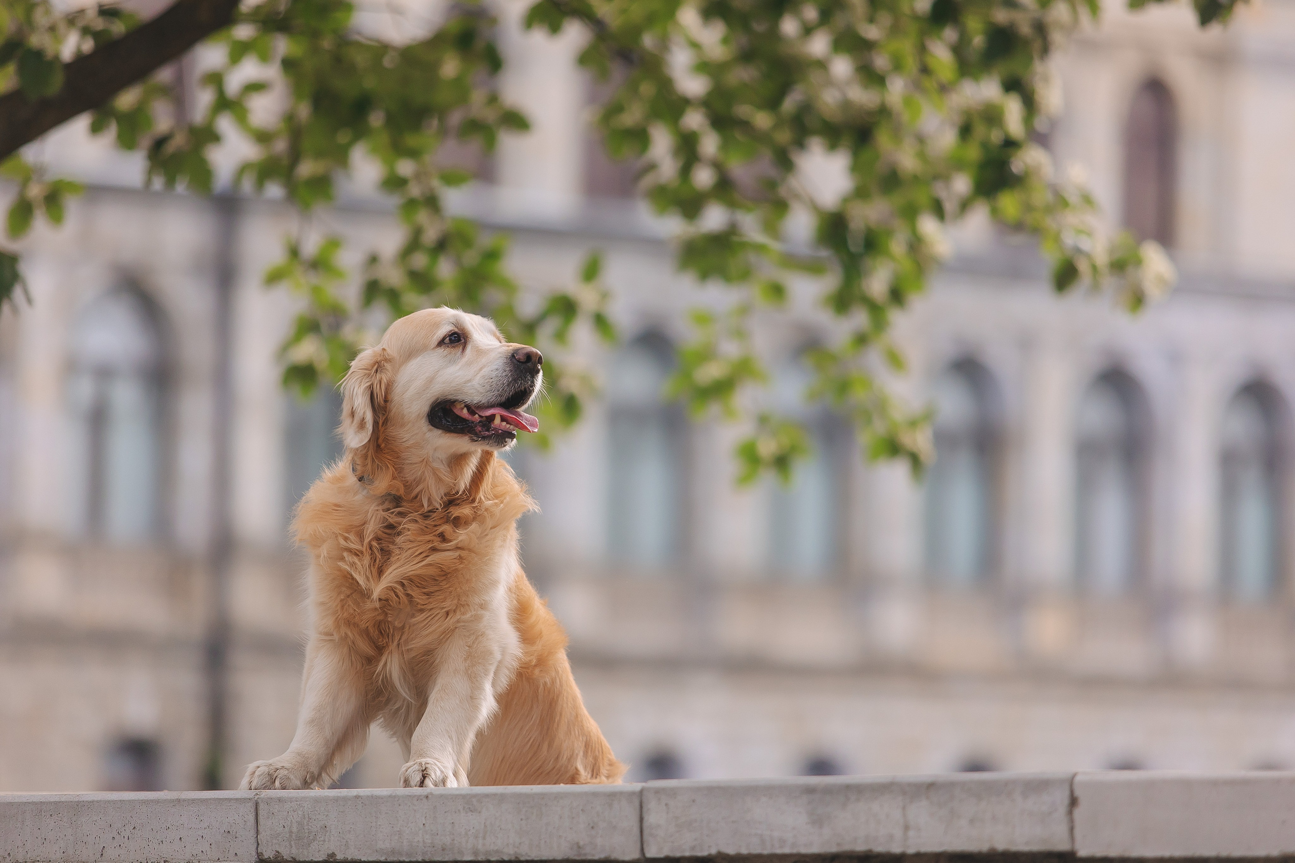 Золотистый ретривер Кант, Калининград. Свадебный и женский фотограф