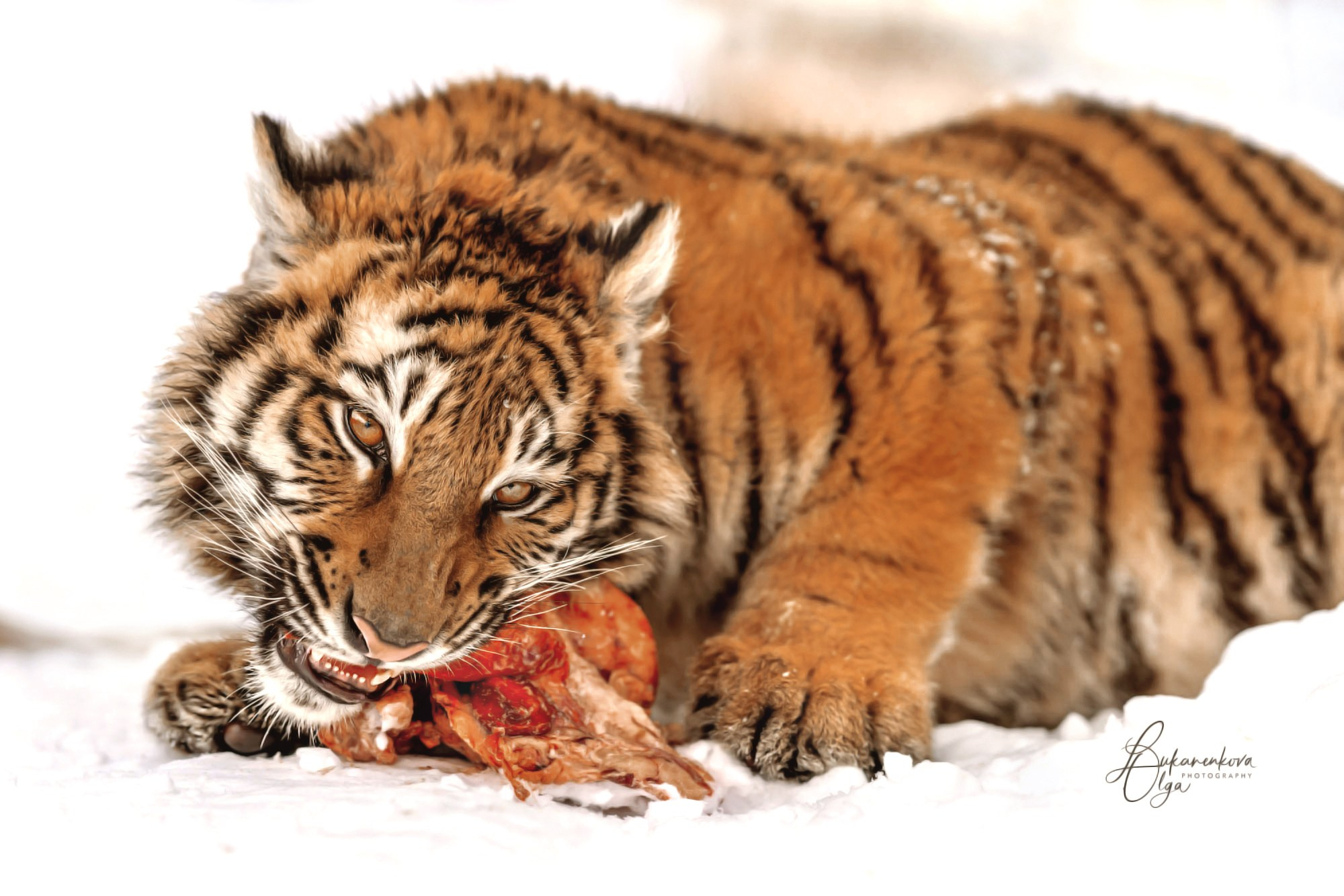Тигр. Фотограф анималист Ольга Луканенкова в Москве