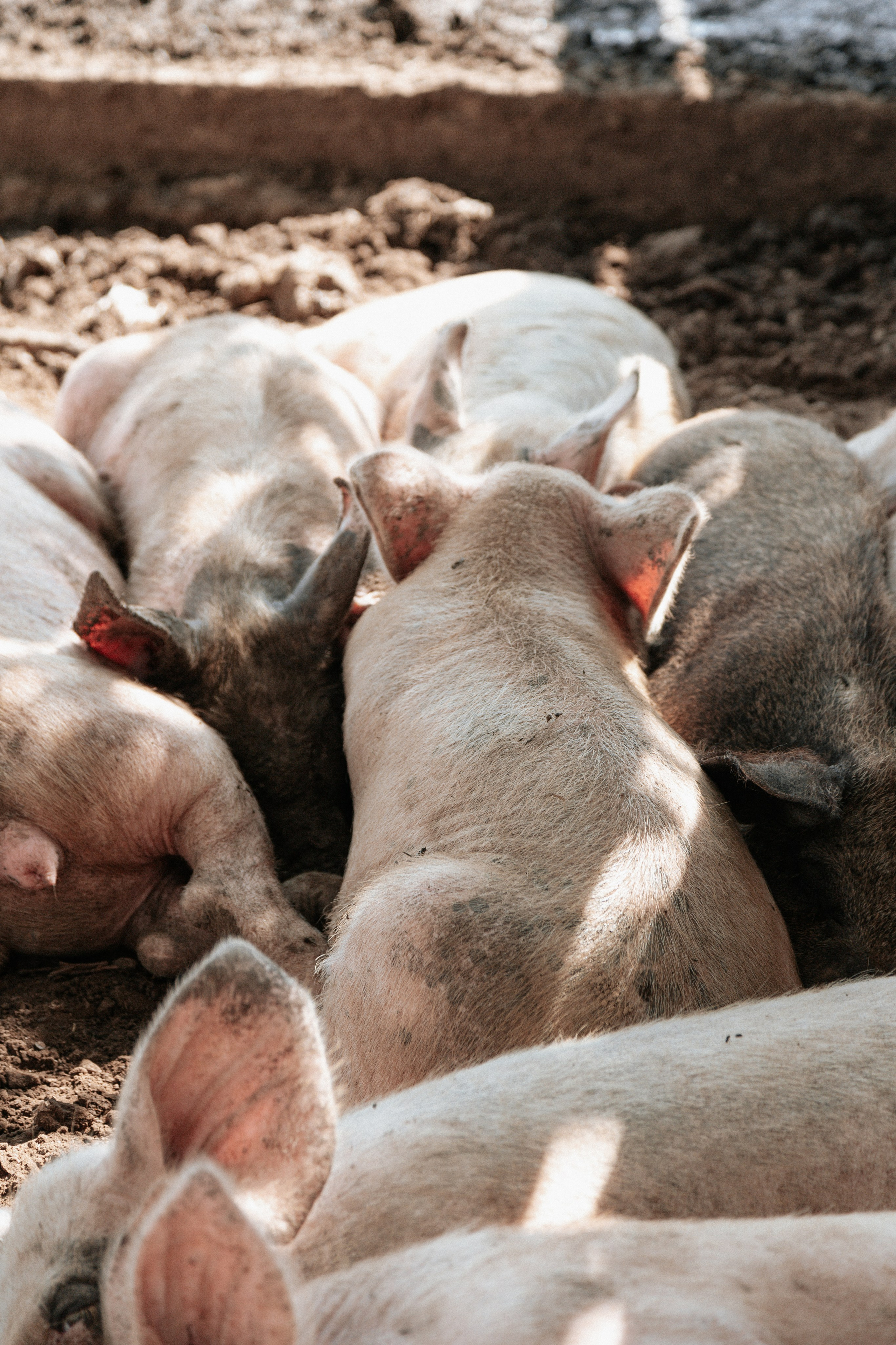 Элла Ферма. Юлия Космо — фуд-фотограф, предметный стилист, Москва