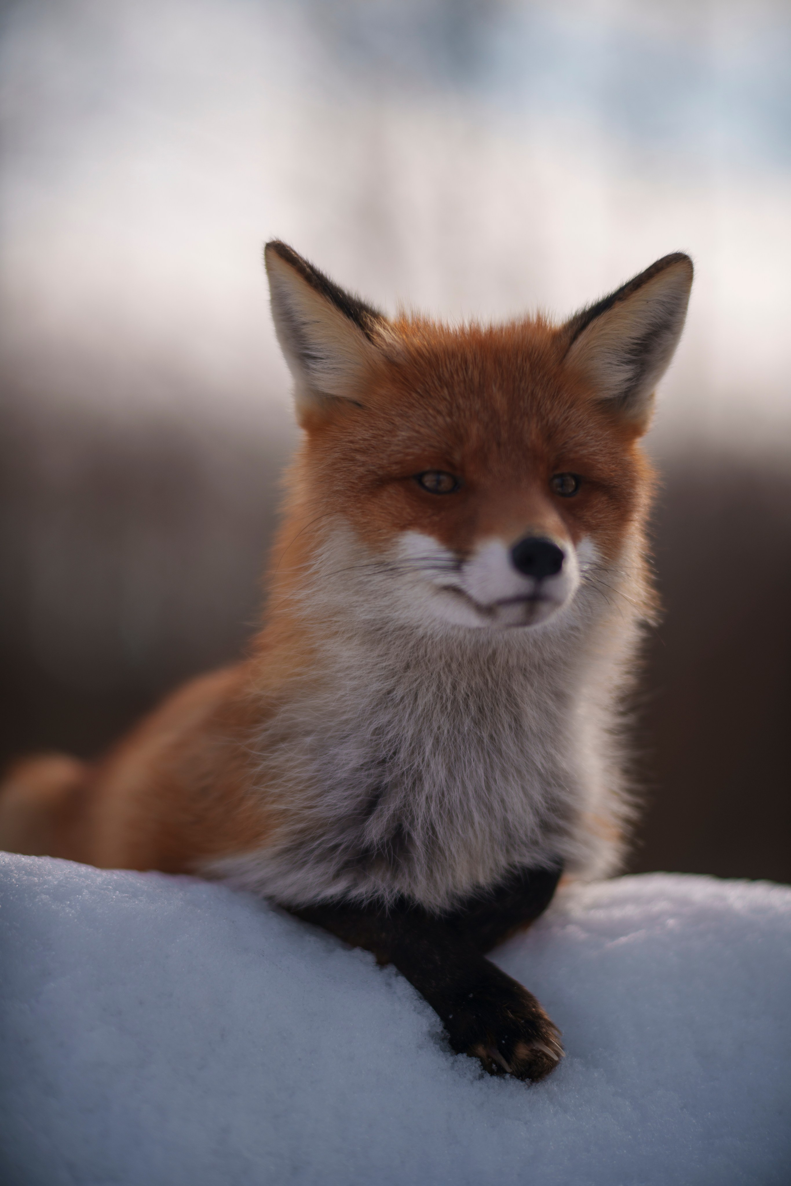 Animals — Животные