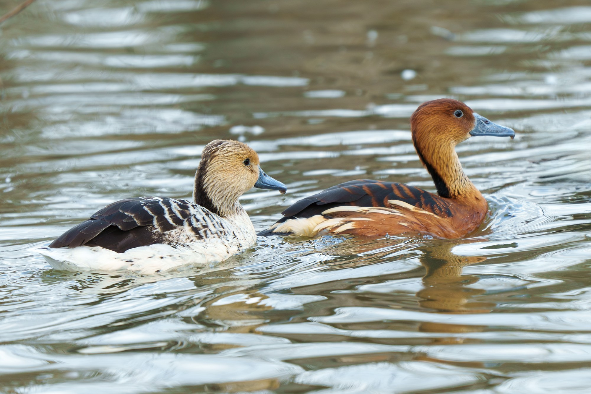 Удивительные мир птиц. Вокруг нас столько прекрасного — присмотритесь!. Ваш личный фотограф Марина Волкова