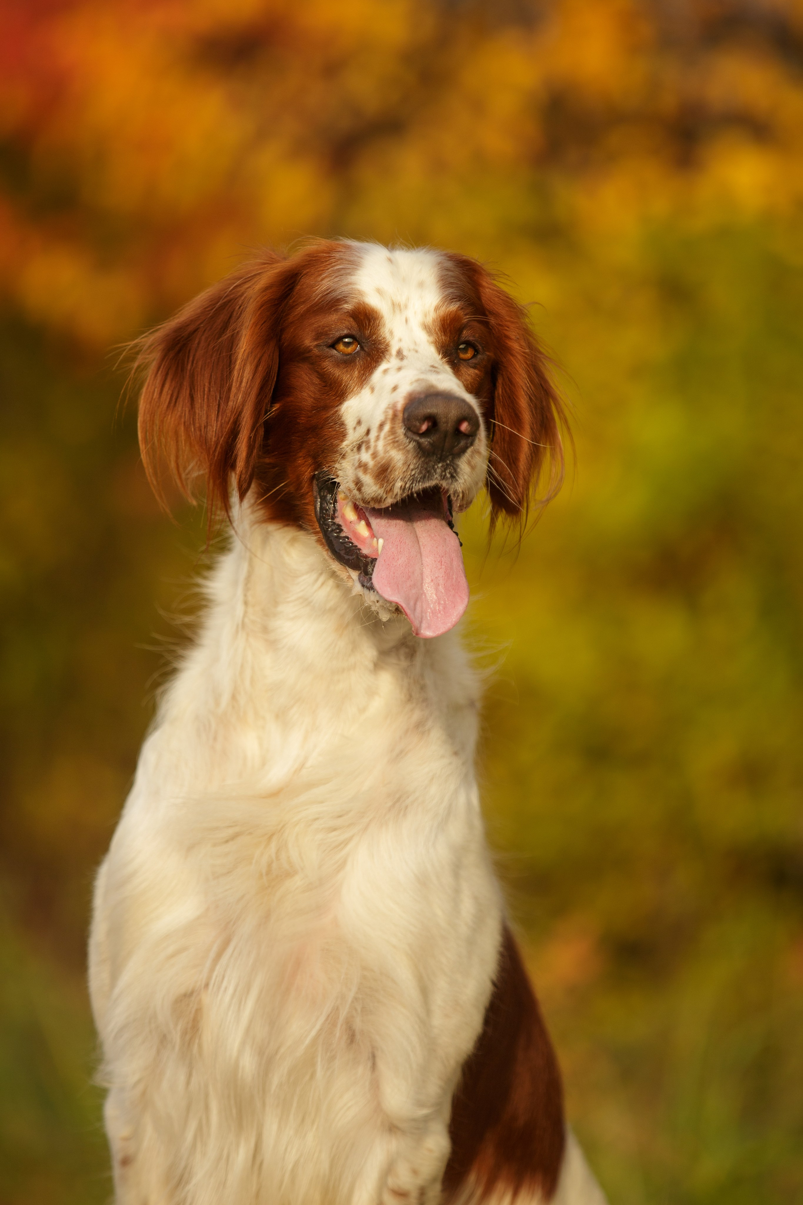 Ирландский красно-белый сеттер Шамрог. Фотограф-анималист Natalia Deingel | Фотосъемка собак в Москве