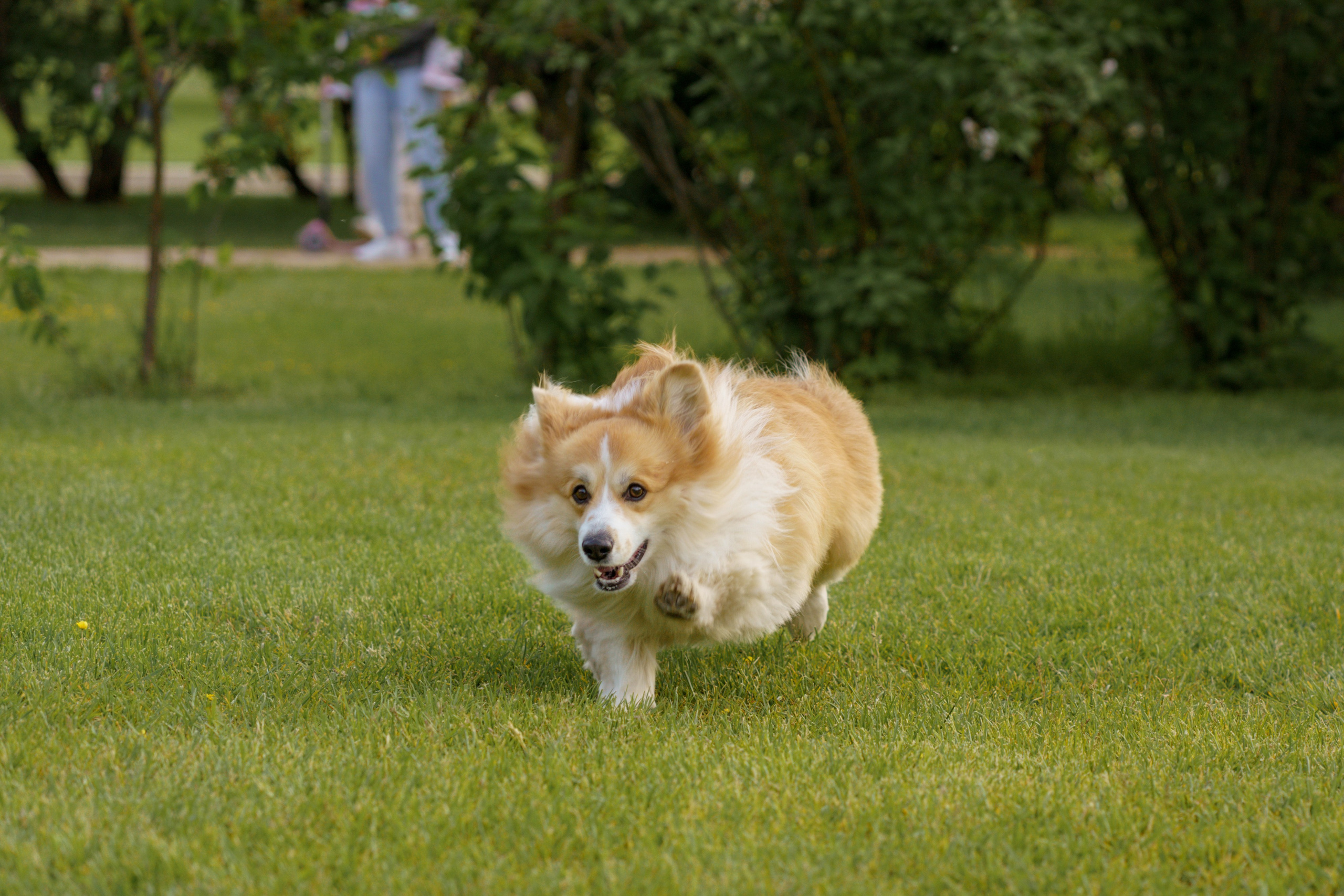 Катя, Арсений и Пух. Свадебный фотограф в Москве Анна Полушина