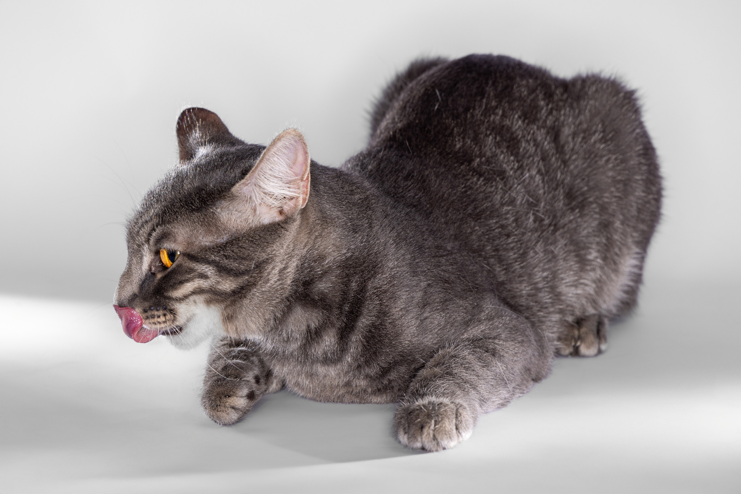 Кот Дымок в фотостудии. Фотограф Андрей Зикеев, фотостудия AzArt Studio в Москве