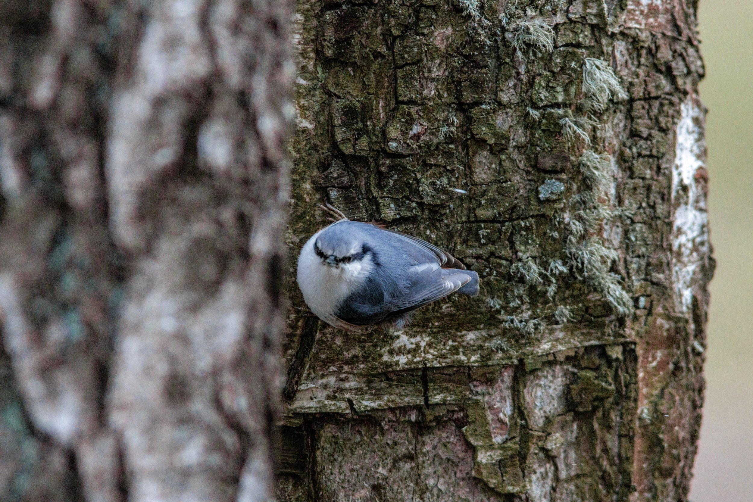 Поползень. Фотограф дикой природы Роман Исаенков