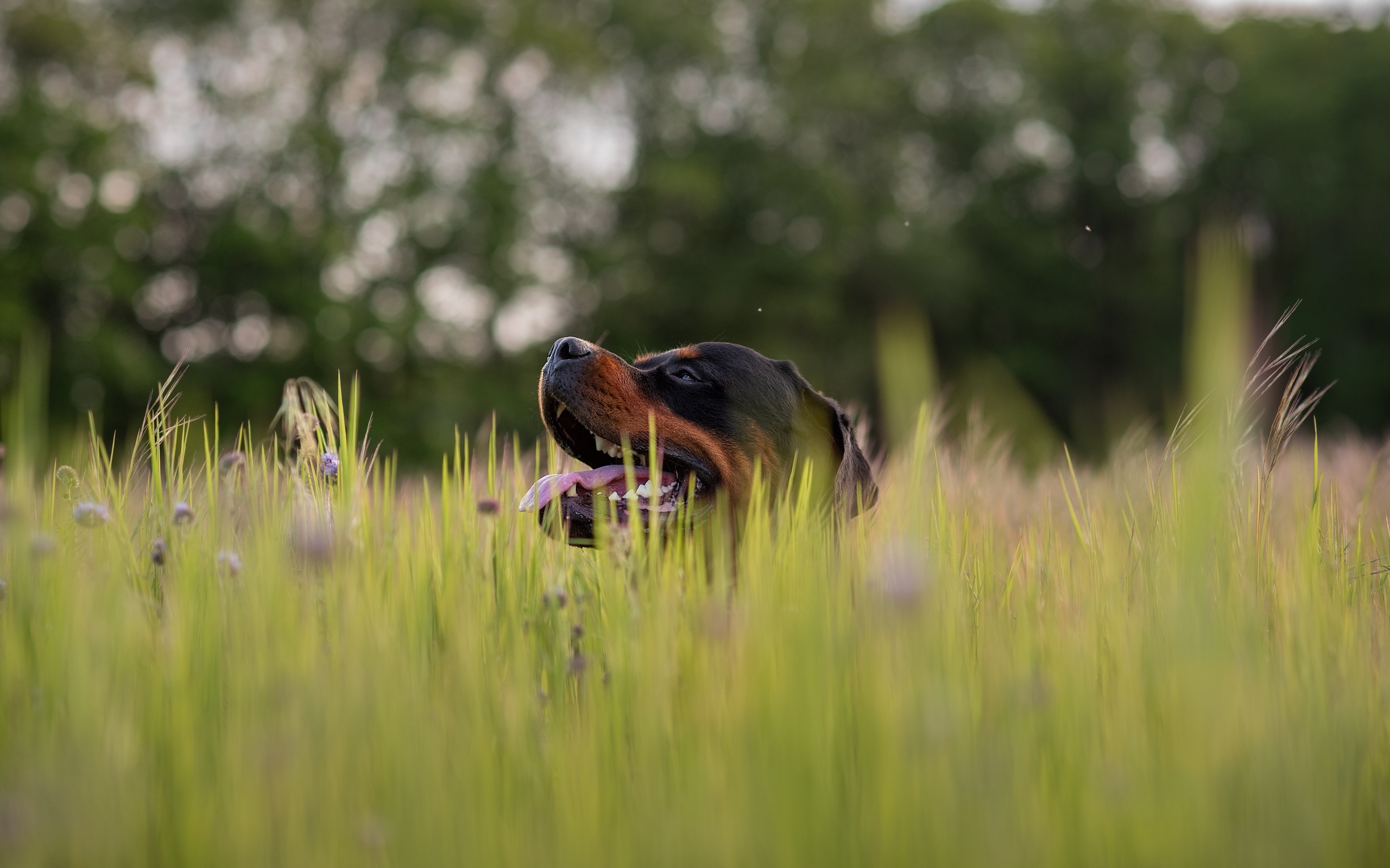 Кайрос. Фотограф анималист Ставрополь Яна Кудлай