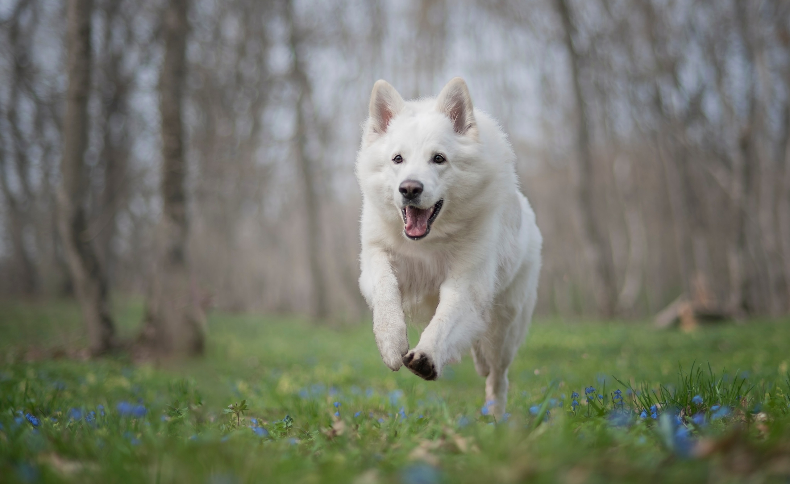 Каспер. Фотограф анималист Ставрополь Яна Кудлай
