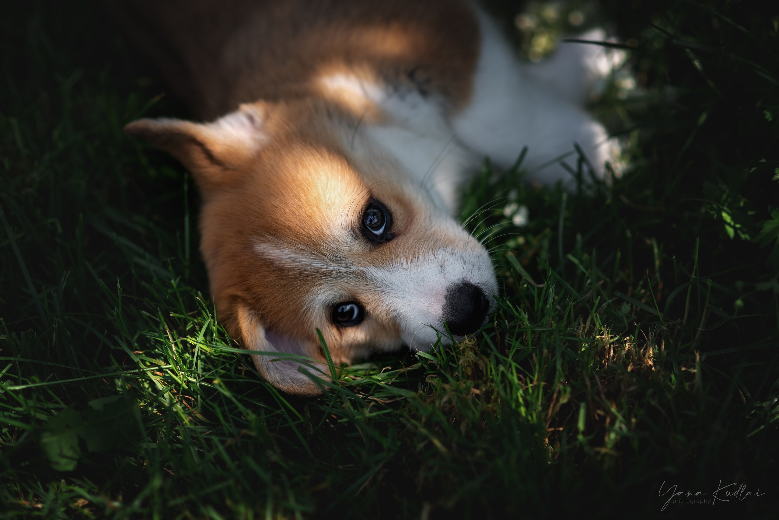 Малышарики корги). Фотограф анималист Ставрополь Яна Кудлай