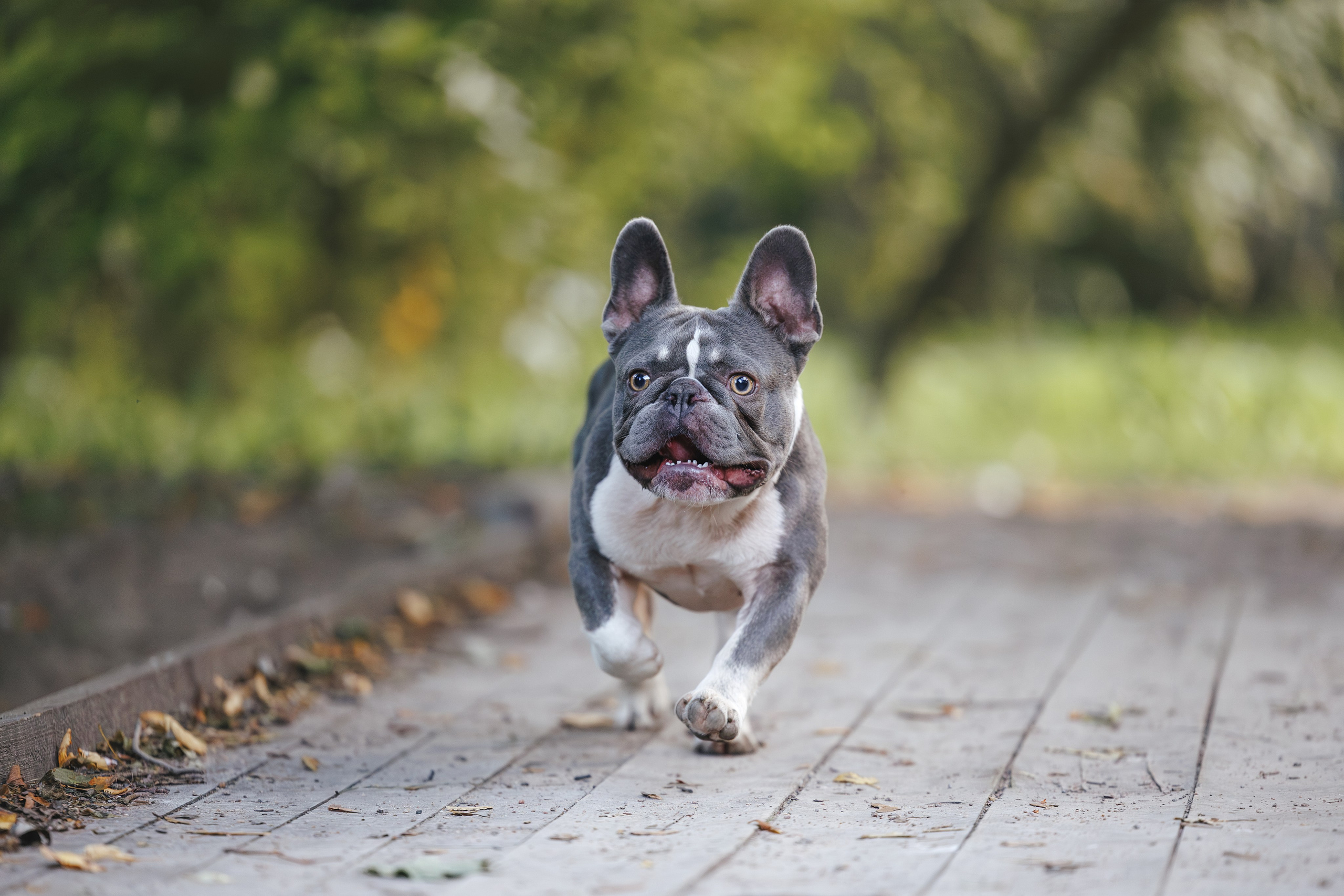 Французский Бульдог в Воронцовском парке (в обработке). Фотограф Анималист в Москве Анастасия Жучкова