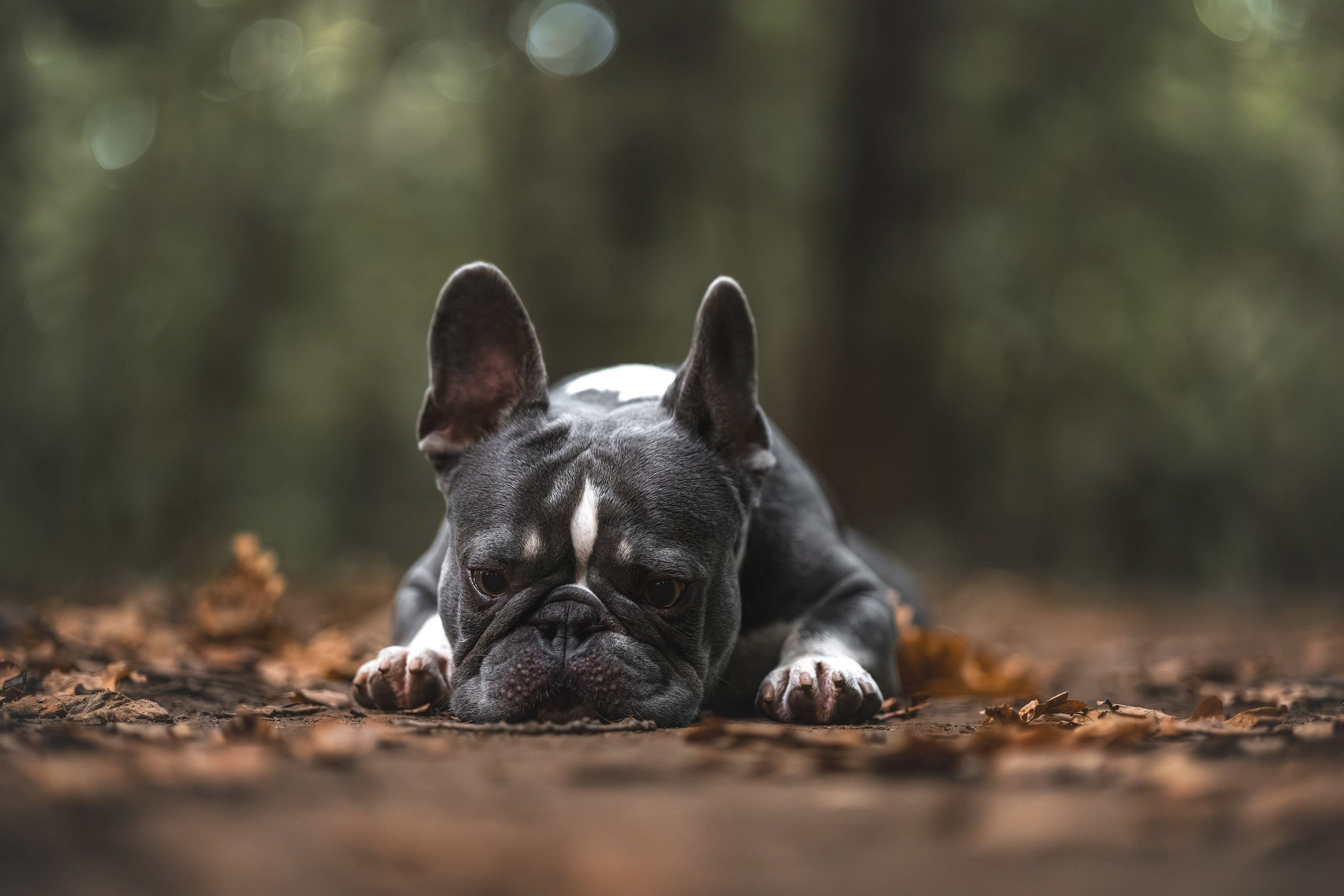 Французский Бульдог в Воронцовском парке (в обработке). Фотограф Анималист в Москве Анастасия Жучкова