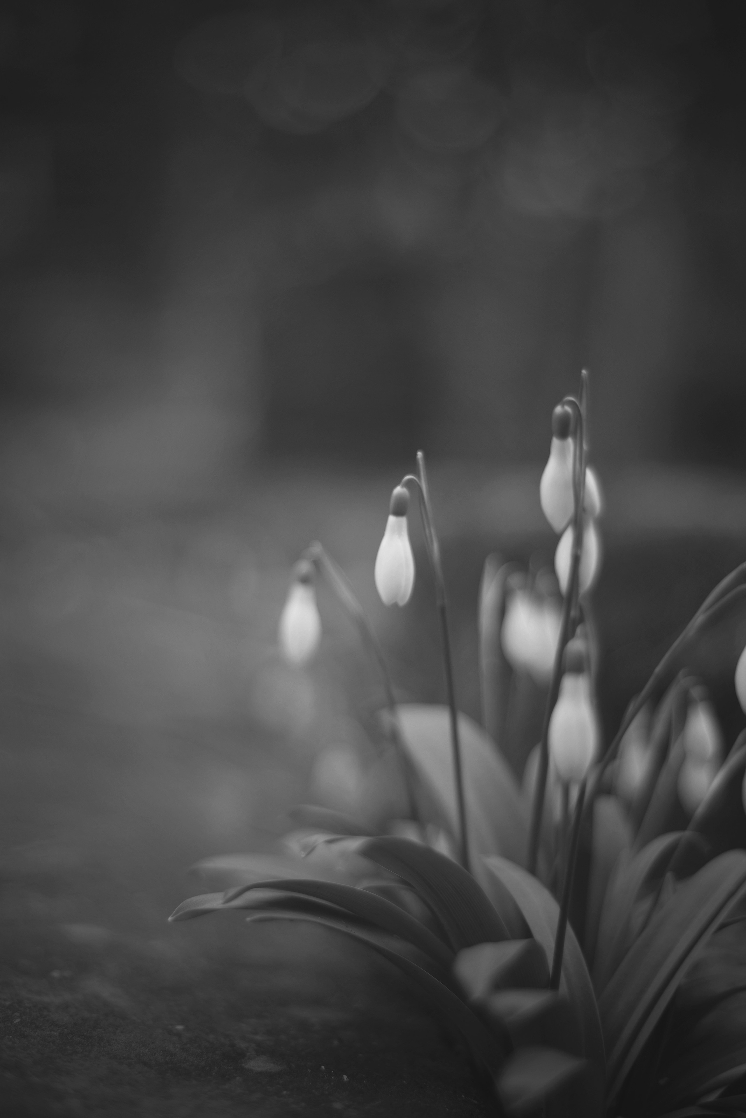 Ботаника. Фотограф • Елена Миронова