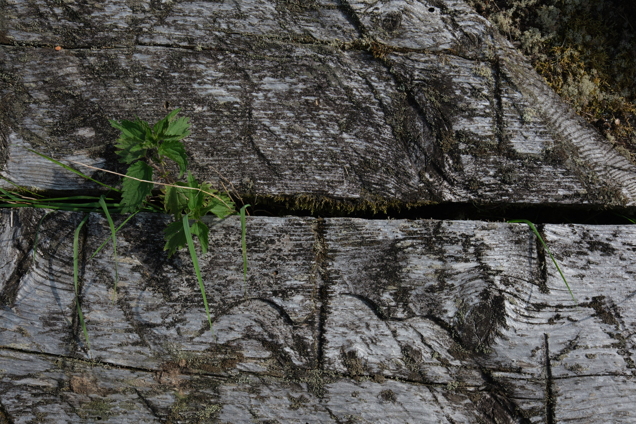 Русский север: путешествие по Карелии, Архангельской и Вологодской областям