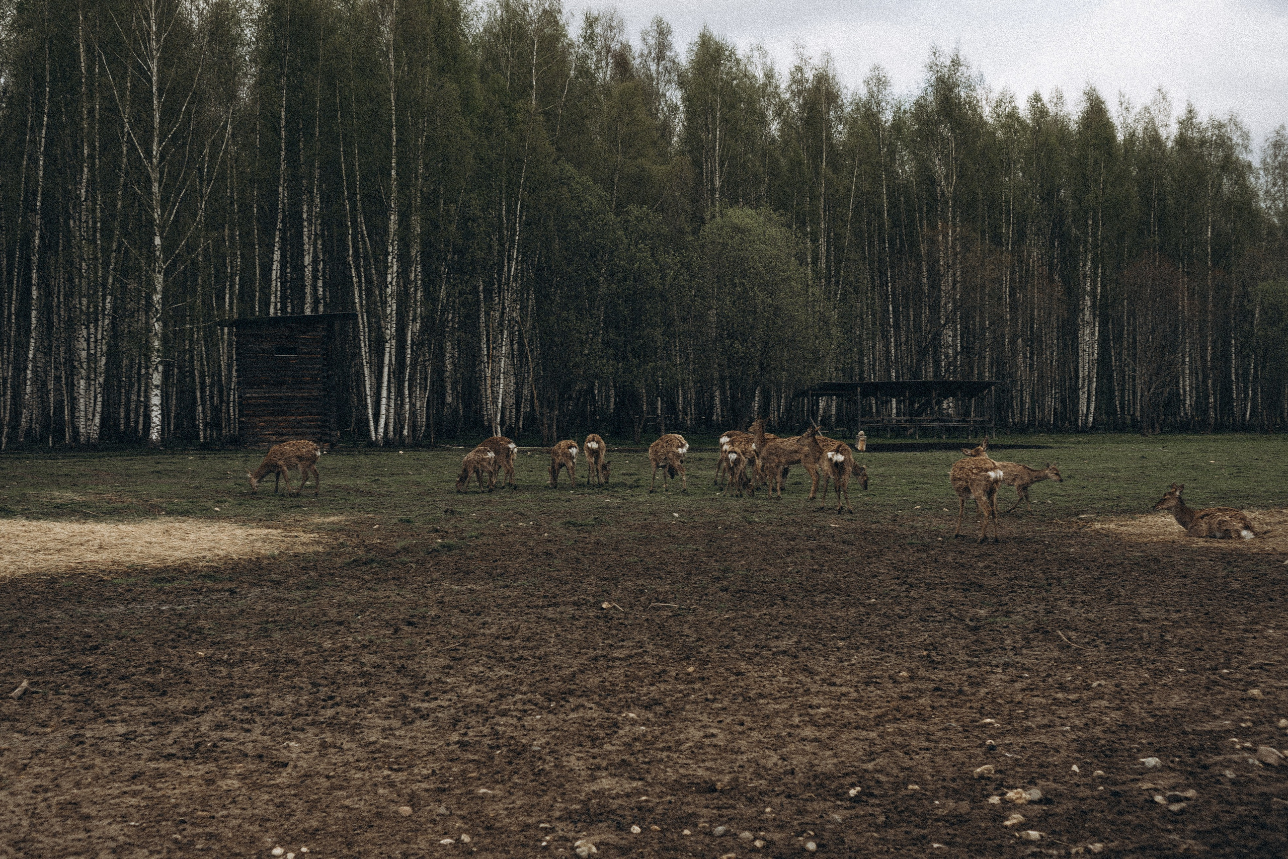 ОЛЕНЬЯ ФЕРМА В ТВЕРИ. Профессиональный фотограф, Санкт-Петербург — Виктория Богомолова