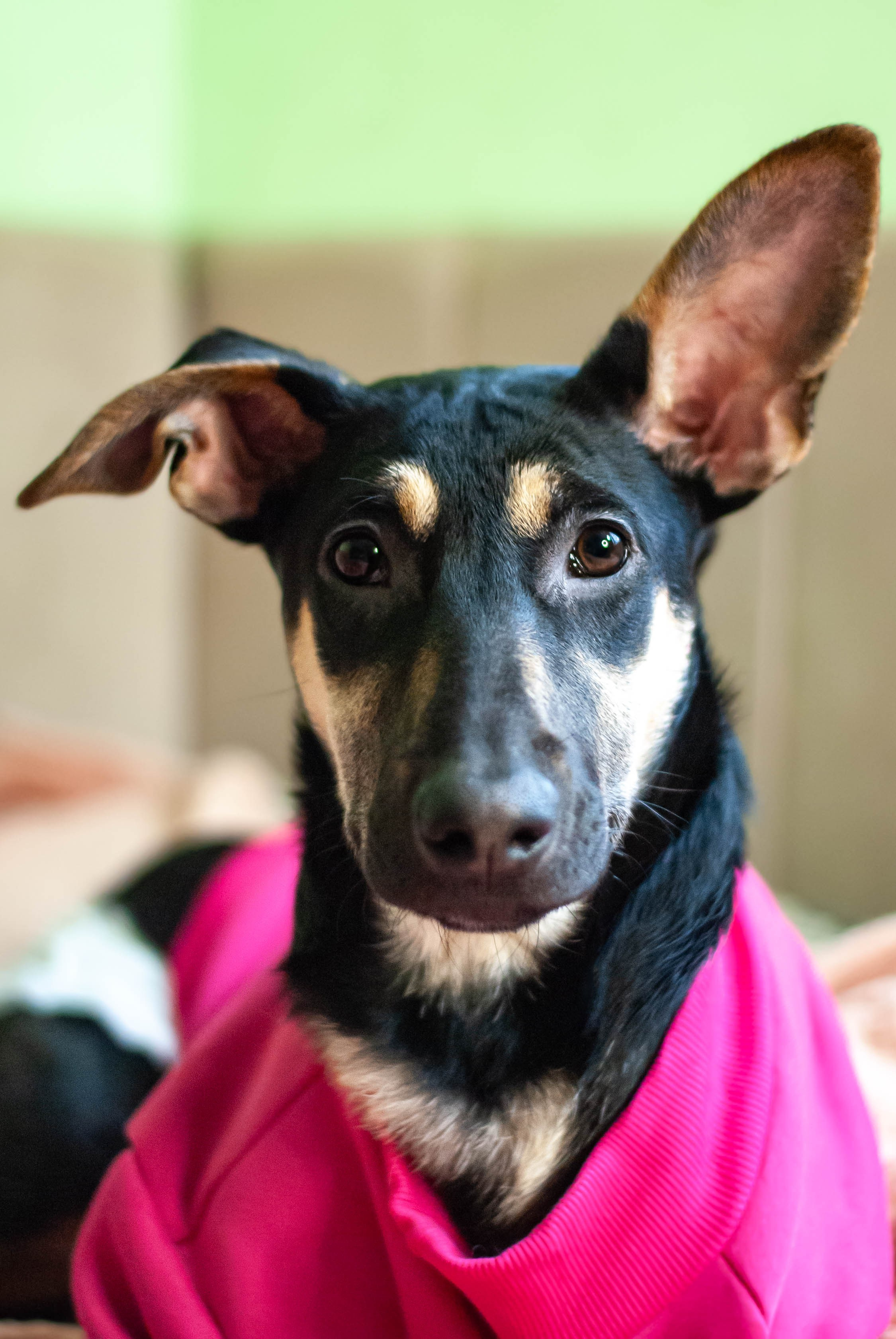 Фотографии на пристройство трех собак. Фотограф-анималист, репортажная и предметная съемка Вадовская Мария