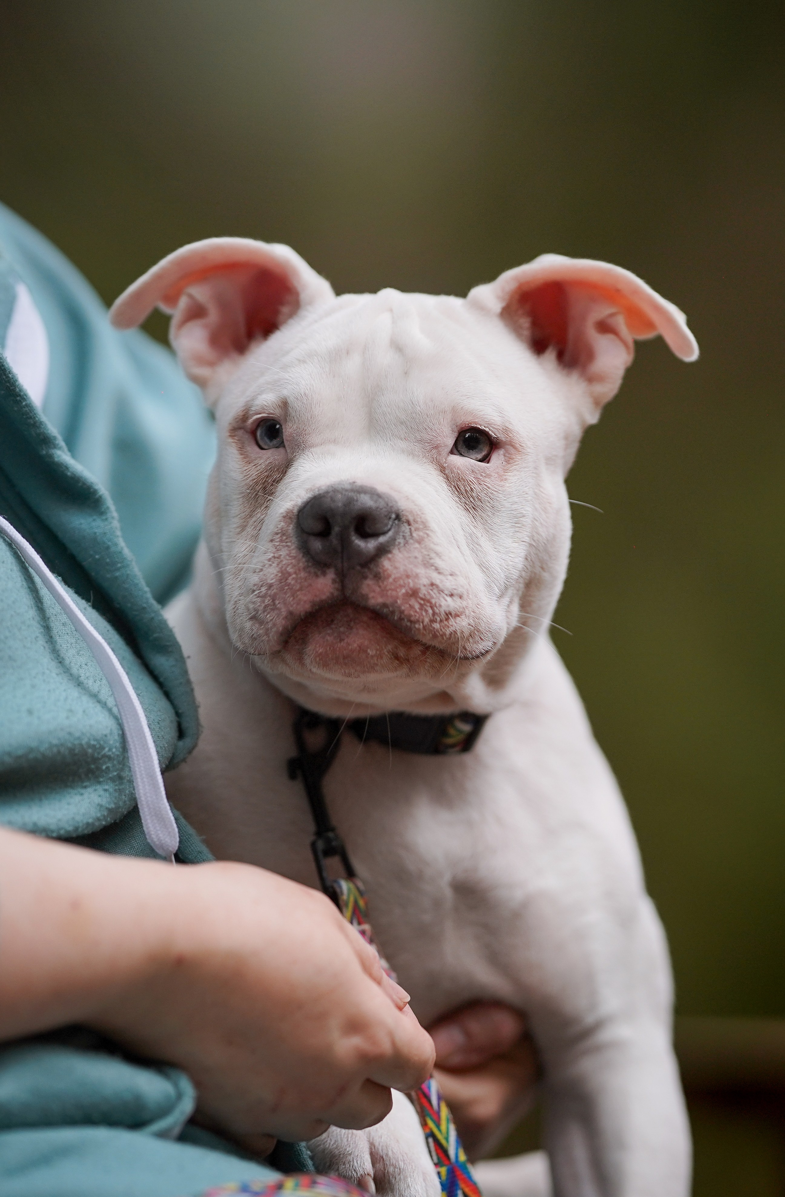Щенки булли. Фотограф-анималист в Санкт-Петербурге Яна Мартынова