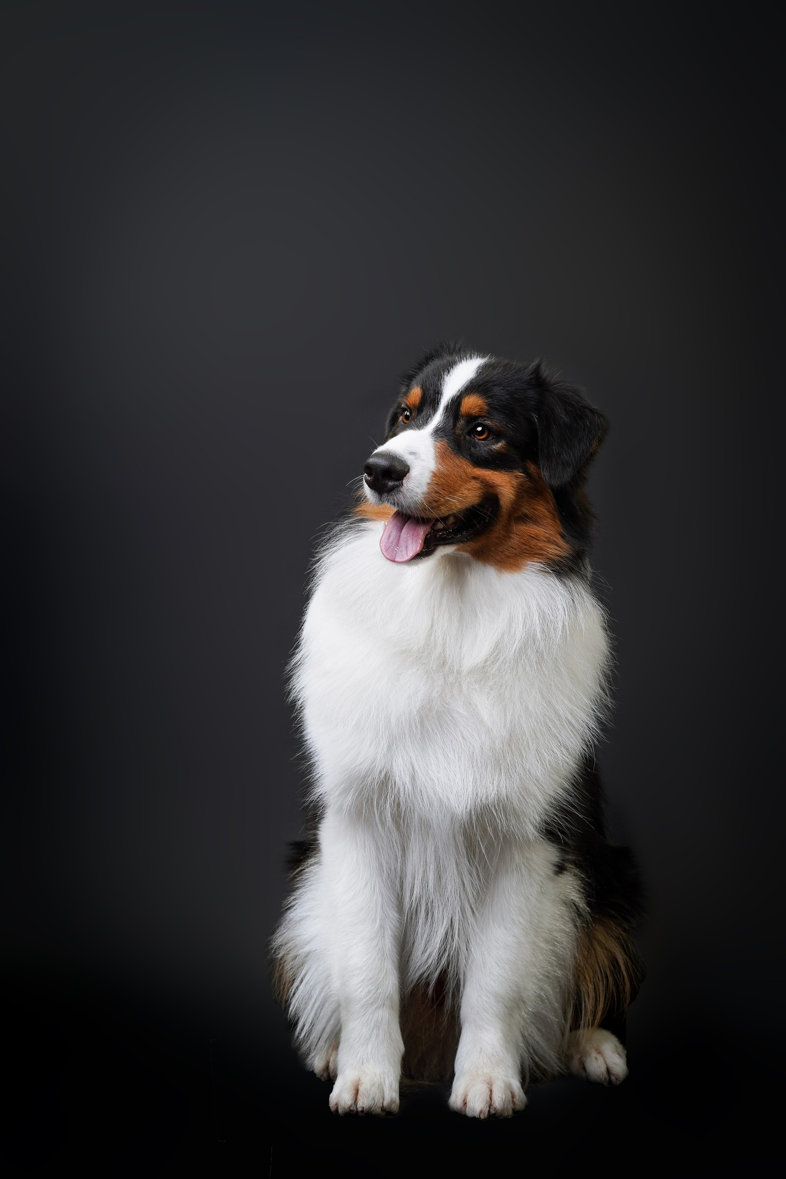 Аусси Бэст. Фотограф-анималист в Санкт-Петербурге Яна Мартынова