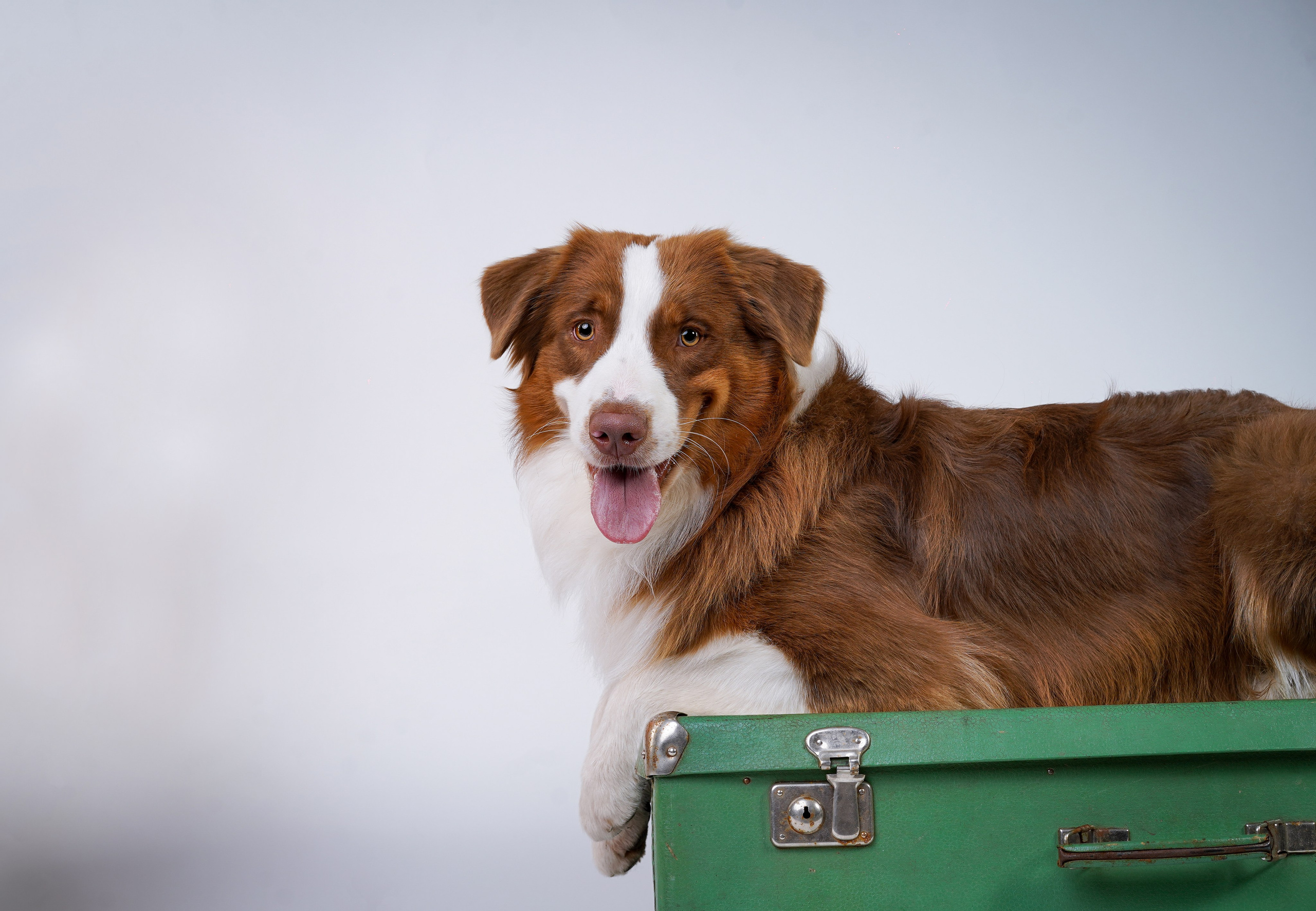 Ксюша, сиба Тэффи и австралийцы Арчи и Нэо. Фотограф-анималист в Санкт-Петербурге Яна Мартынова