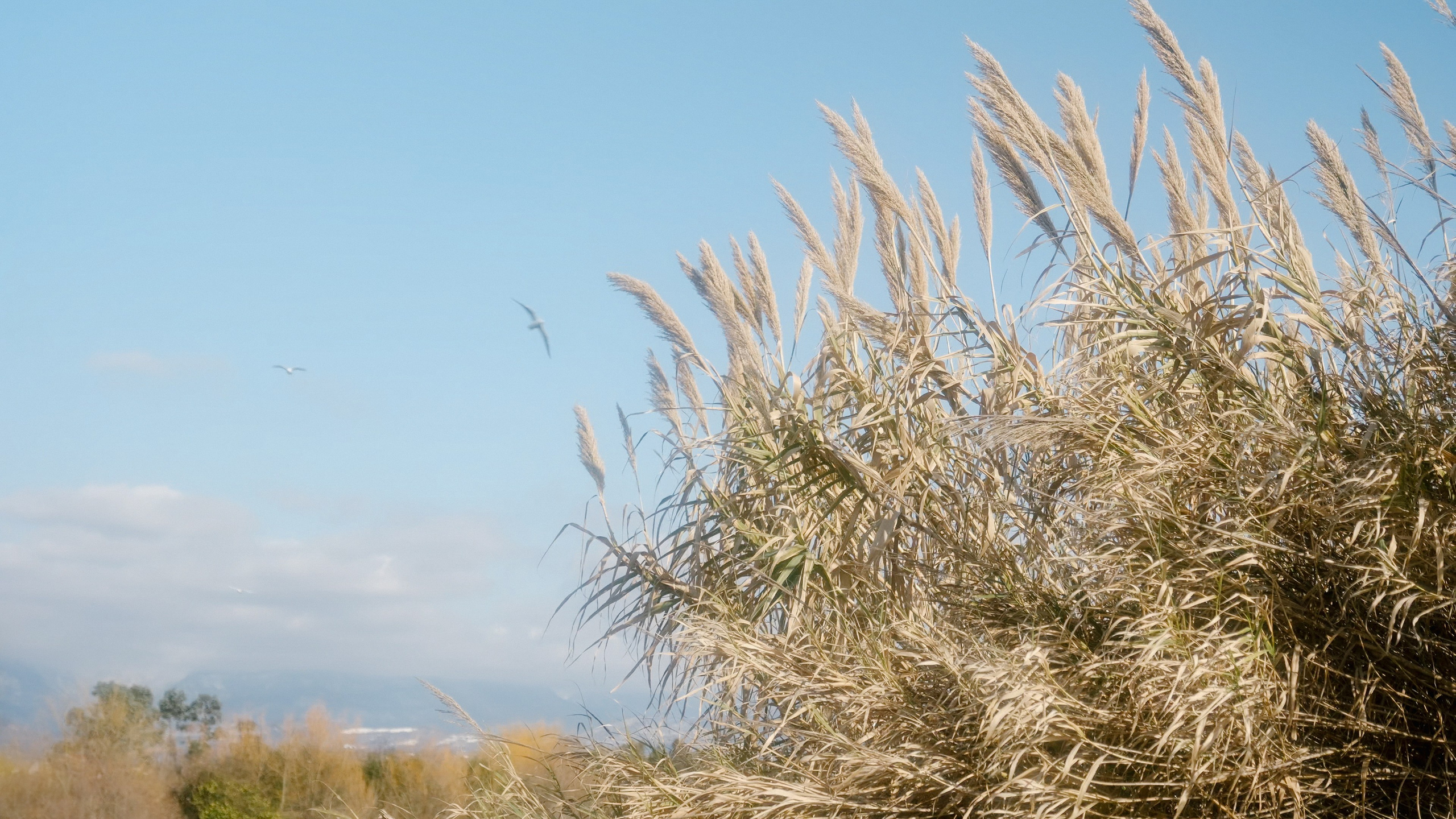 Русская Душа. Свадебный Видеограф Фотограф в Сочи