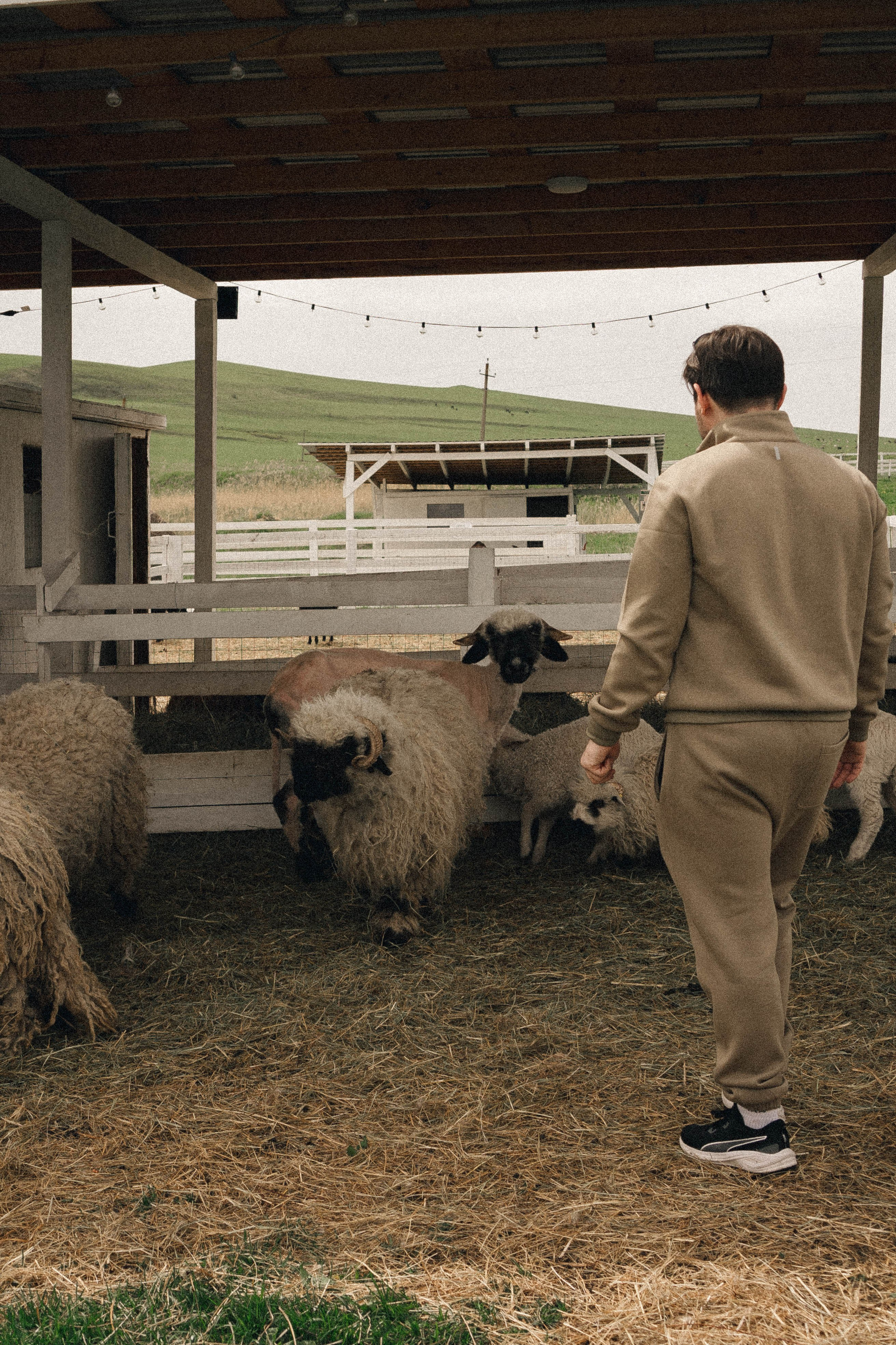 Ферма Альпак. Профессиональный фотограф, Санкт-Петербург — Виктория Богомолова