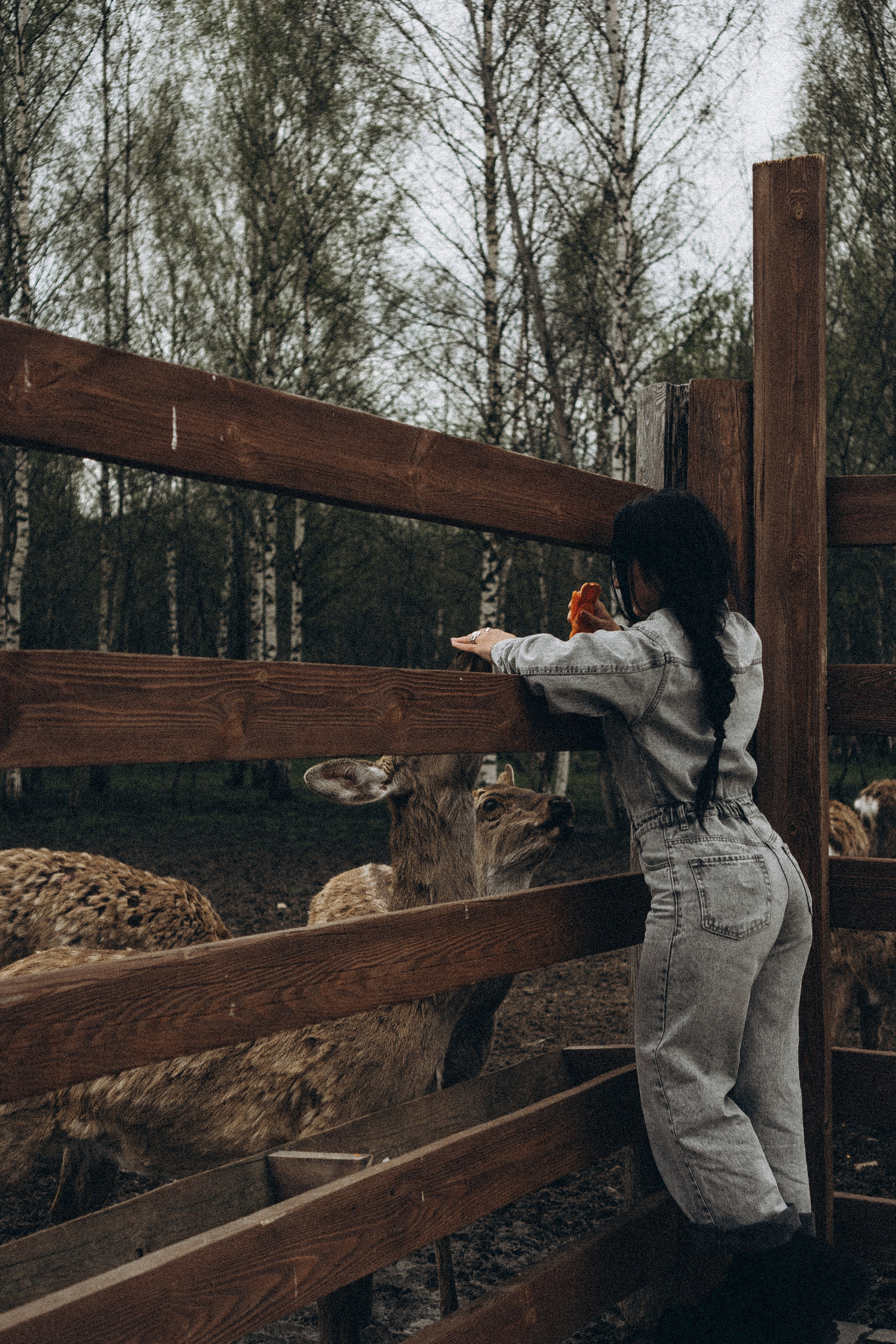 ОЛЕНЬЯ ФЕРМА В ТВЕРИ. Профессиональный фотограф, Санкт-Петербург — Виктория Богомолова