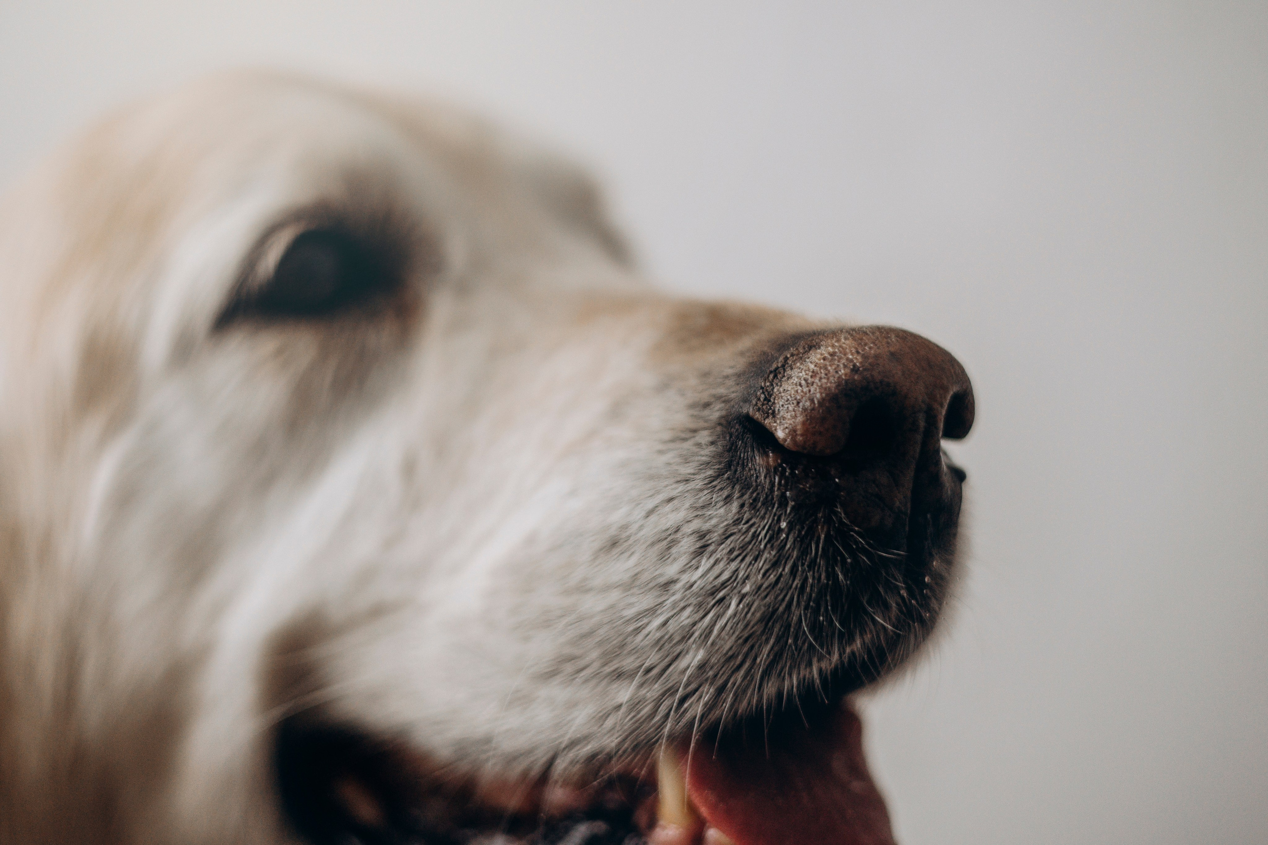 Ирина и Луна. Фотограф — Анималист | Санкт-Петербург