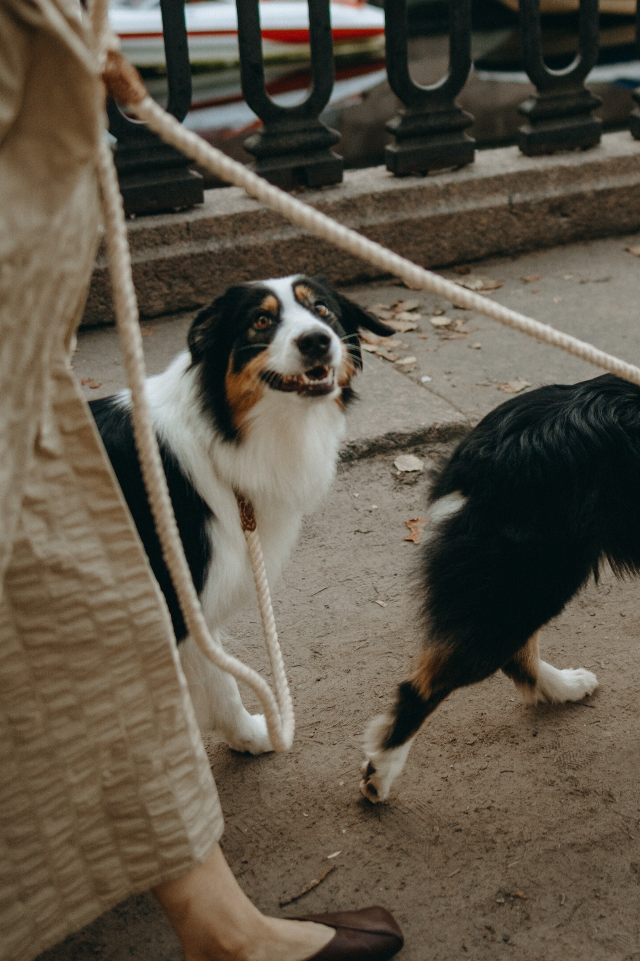 Катя и ее девочки. Фотограф — Анималист | Санкт-Петербург
