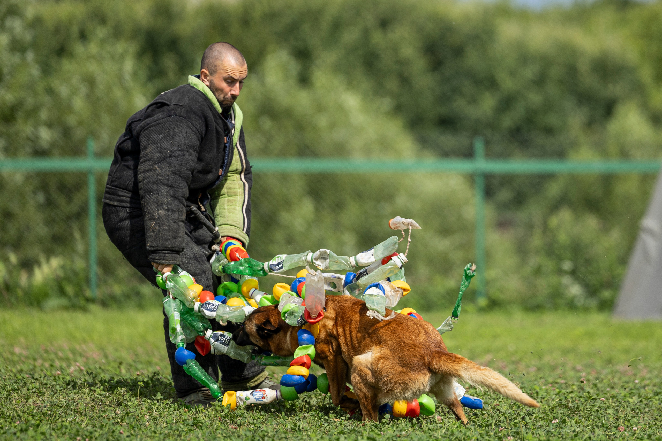 Соревнования по Мондьорингу г. Вологда 10-11.08.2024. Фотограф-анималист Анна Маринич