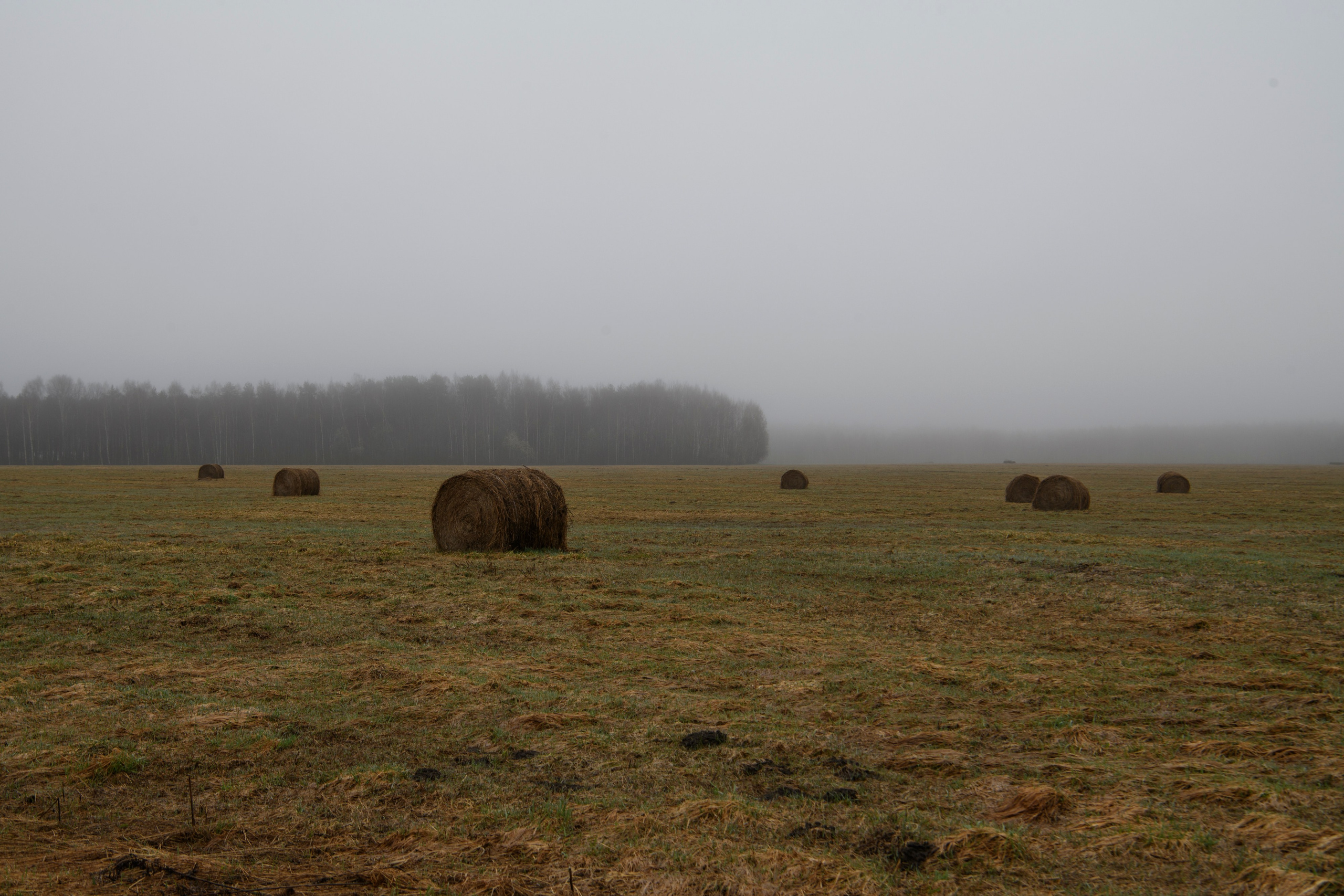Гуси да журавли. Wildlife photography by Sergey Puponin