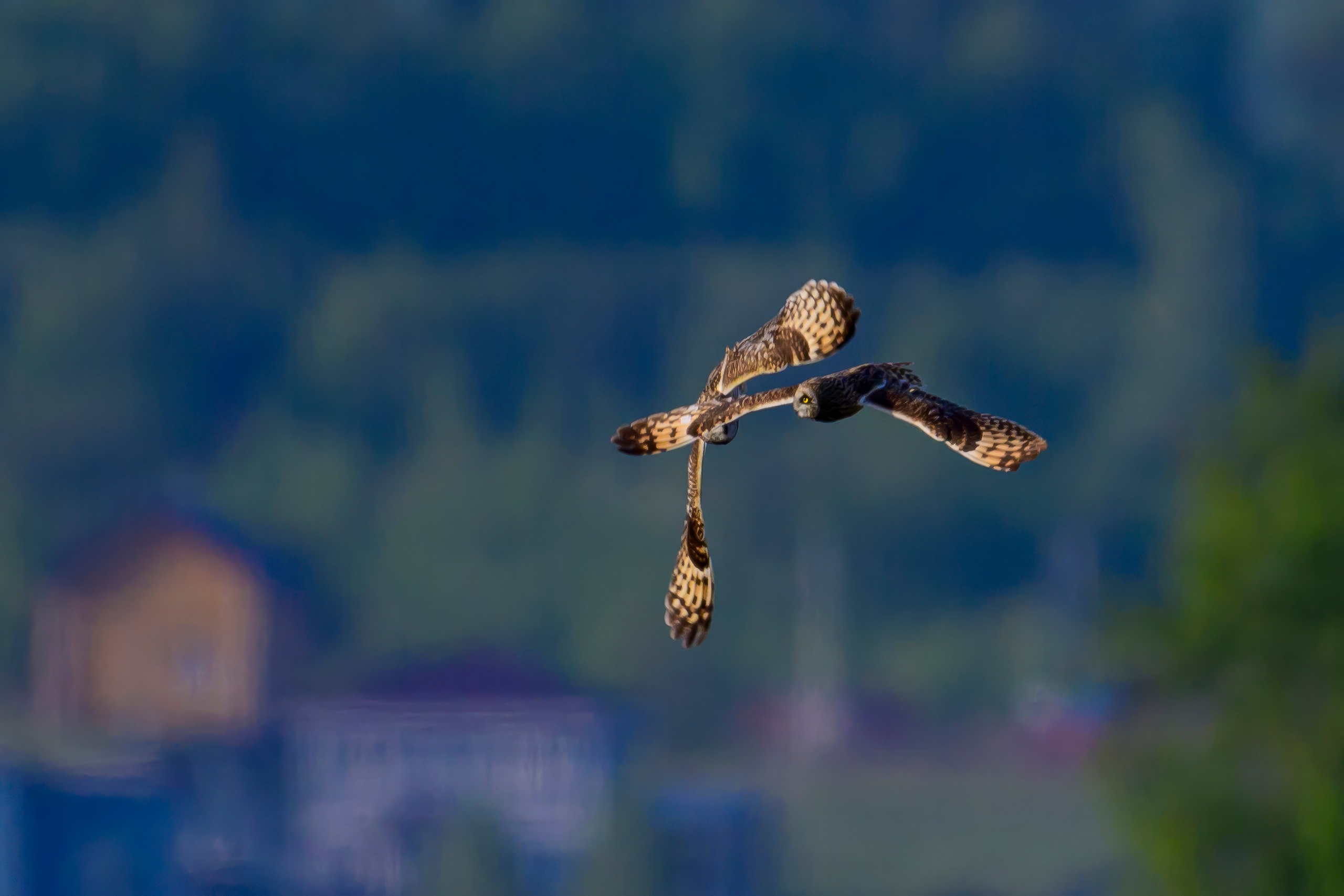 Совы и сороки. Wildlife photography by Sergey Puponin