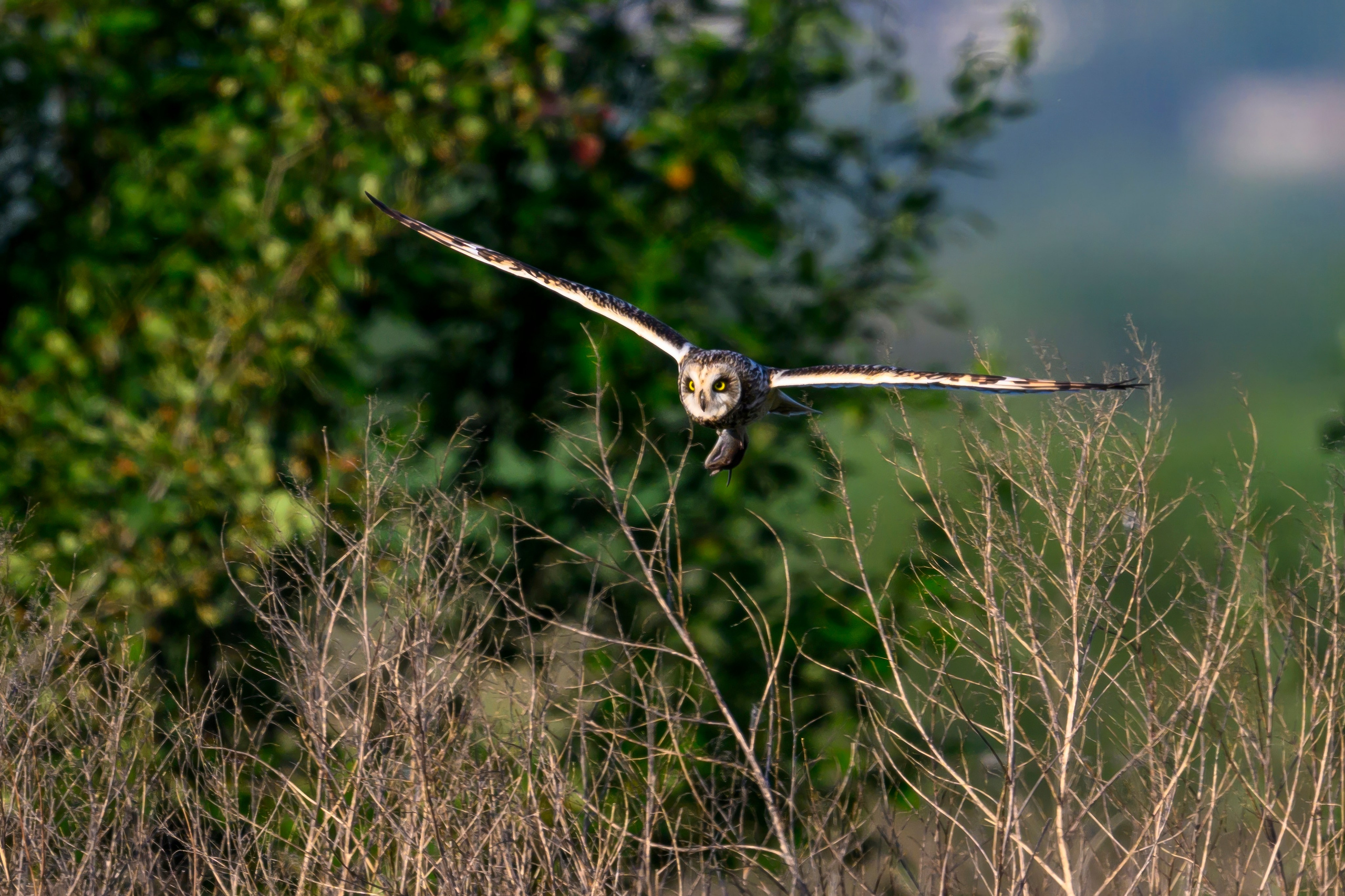 Охота сов. Фотограф Сергей Пупонин