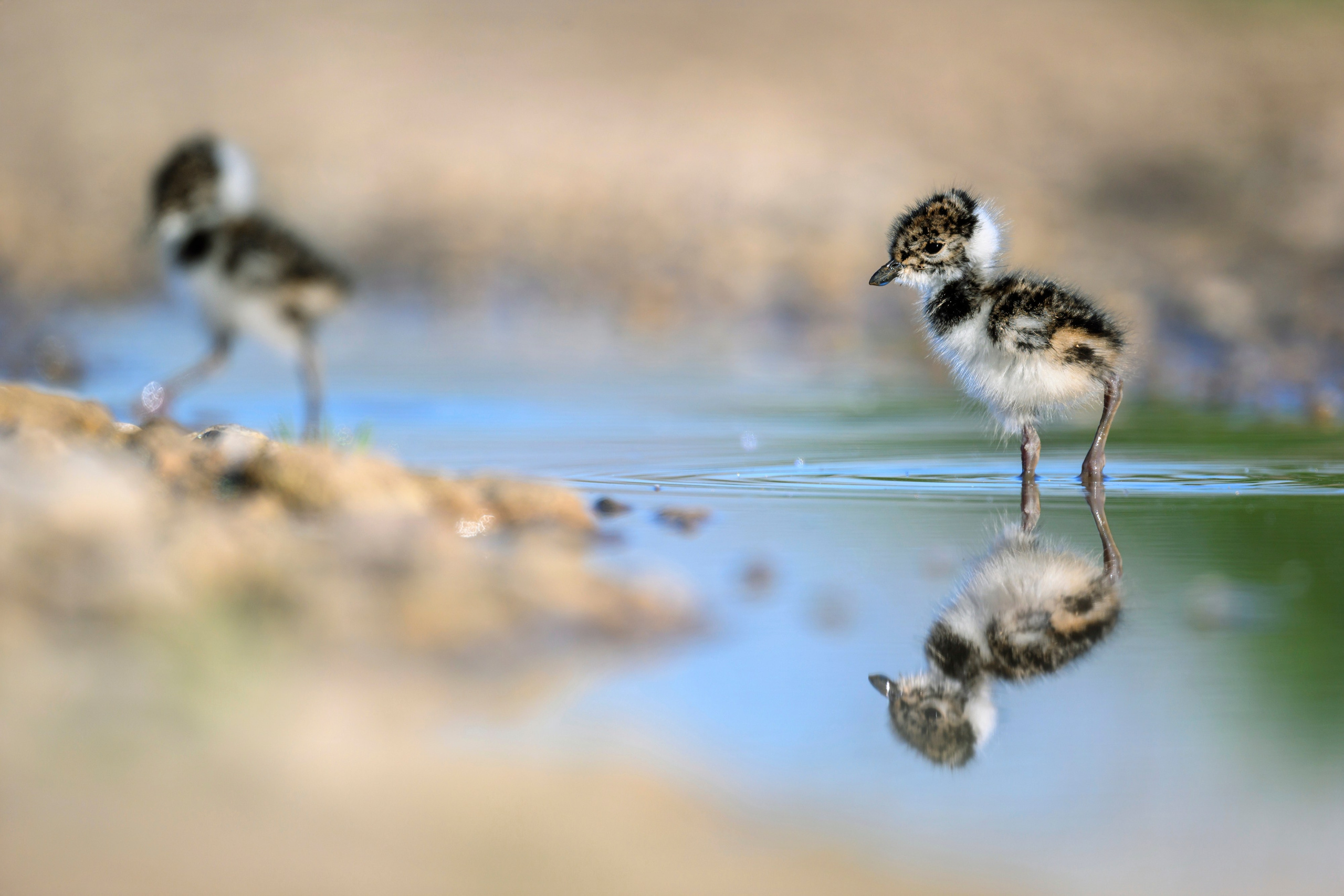 Чибисята. Wildlife photography by Sergey Puponin