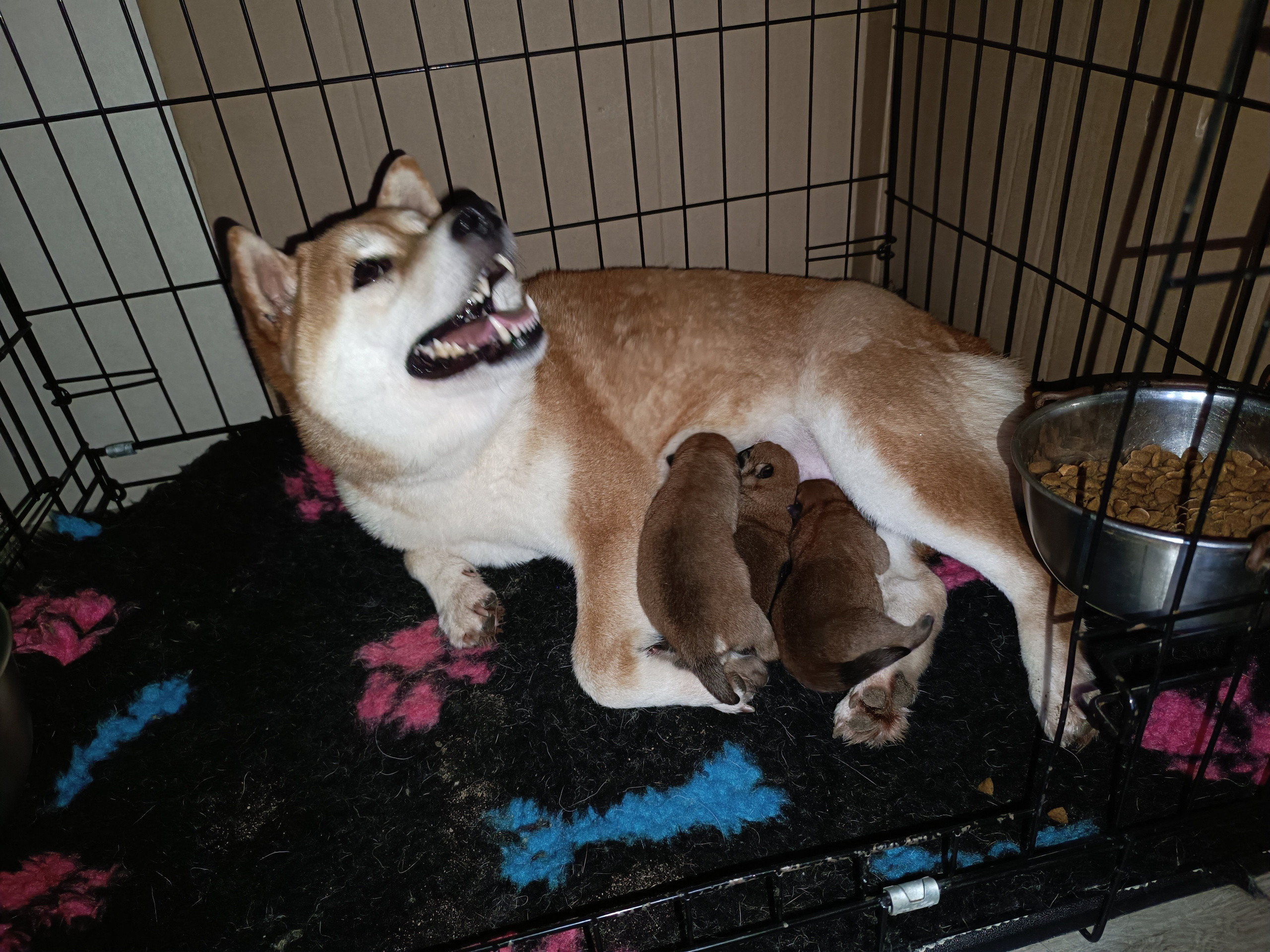 сиба питомник Рубилайт щенки на продажу rubylight  сиба щенки купить СПб Санкт-Петербург 