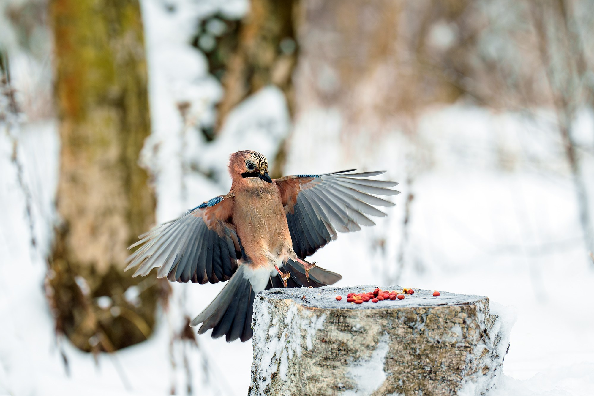 Удивительные мир птиц. Вокруг нас столько прекрасного — присмотритесь!. Ваш личный фотограф Марина Волкова