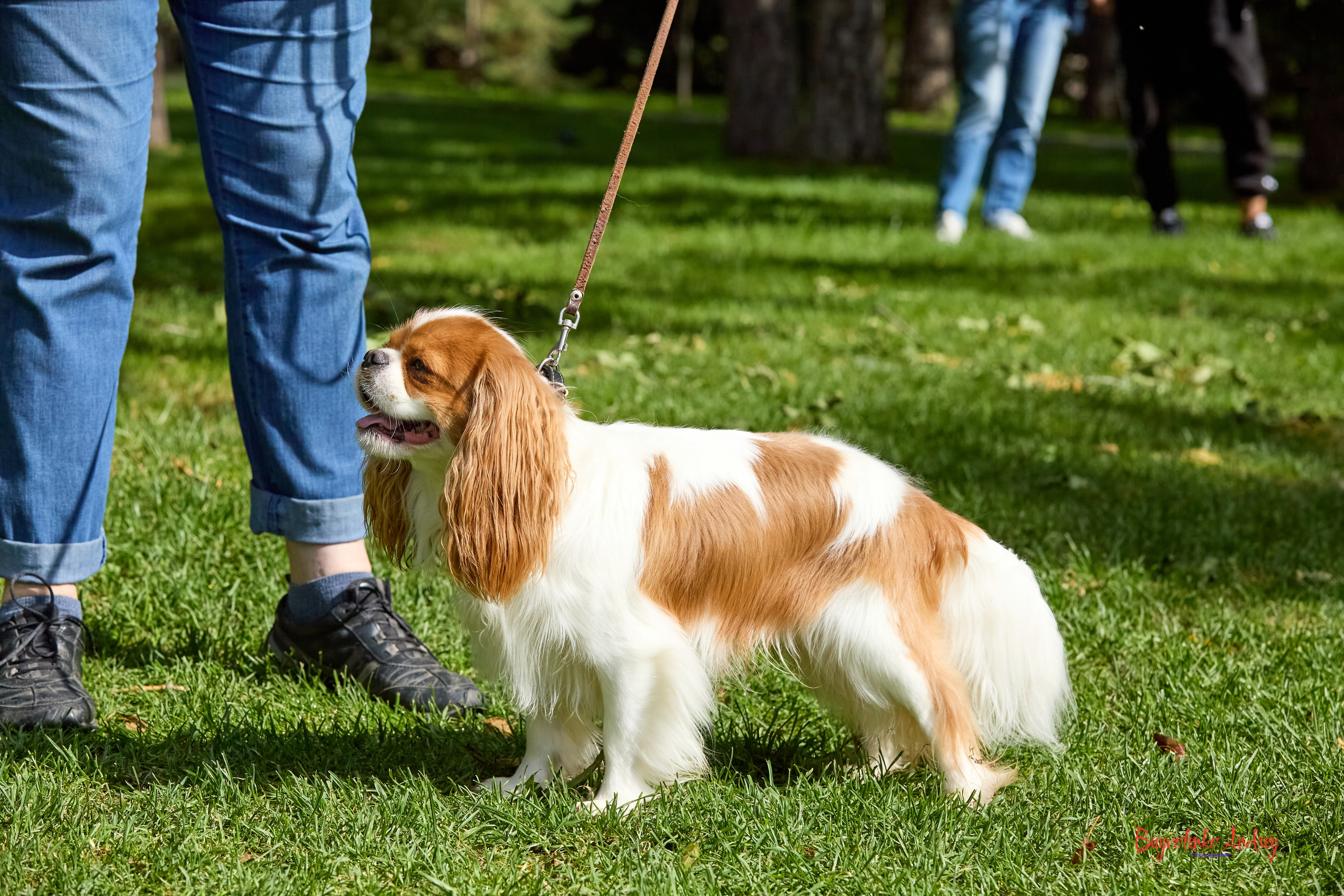 Фотопрогулка с кавалерами. Buyvolenko Andrey