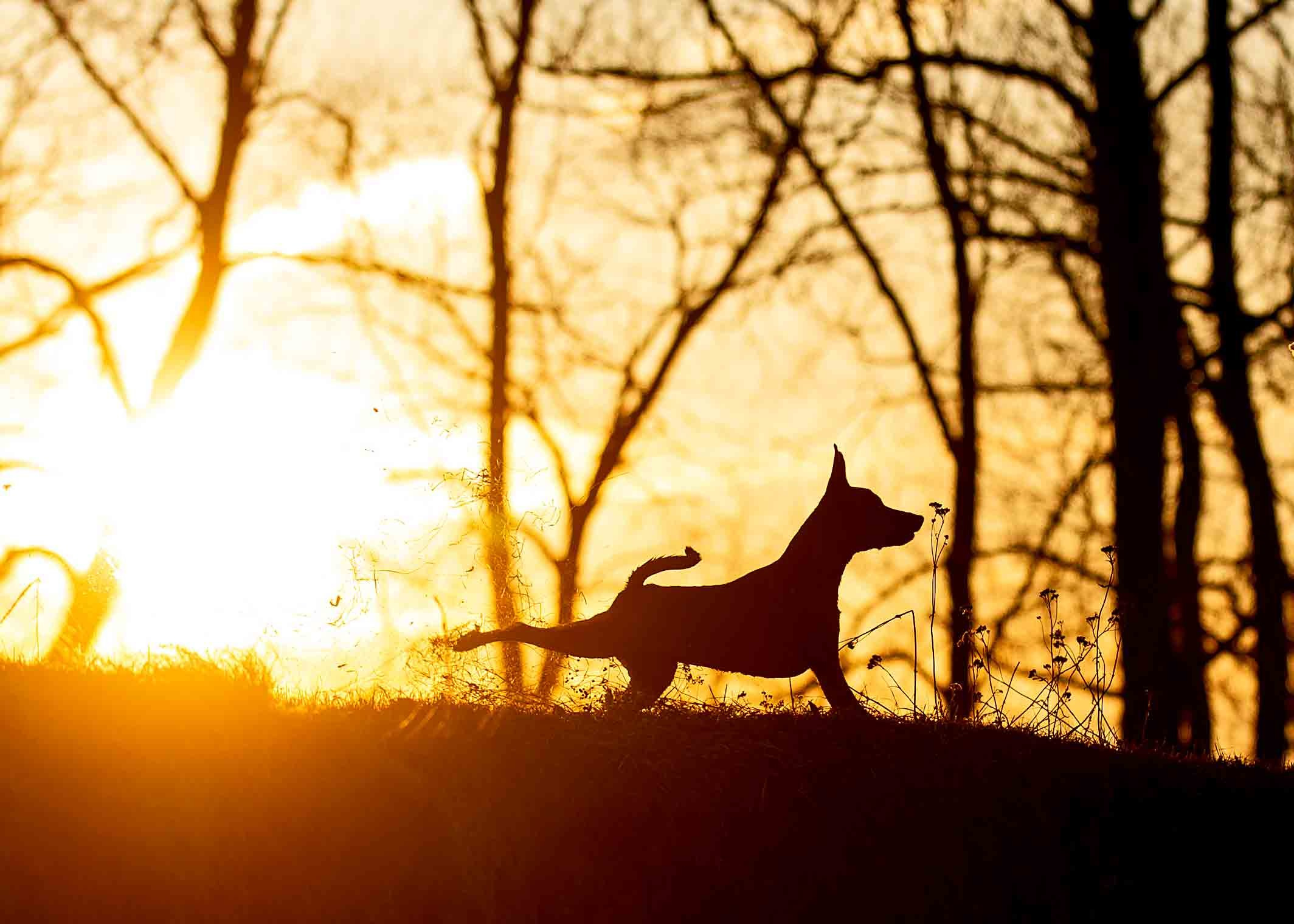 Собаки. Портретная и свадебная фотосъемка. Москва и область